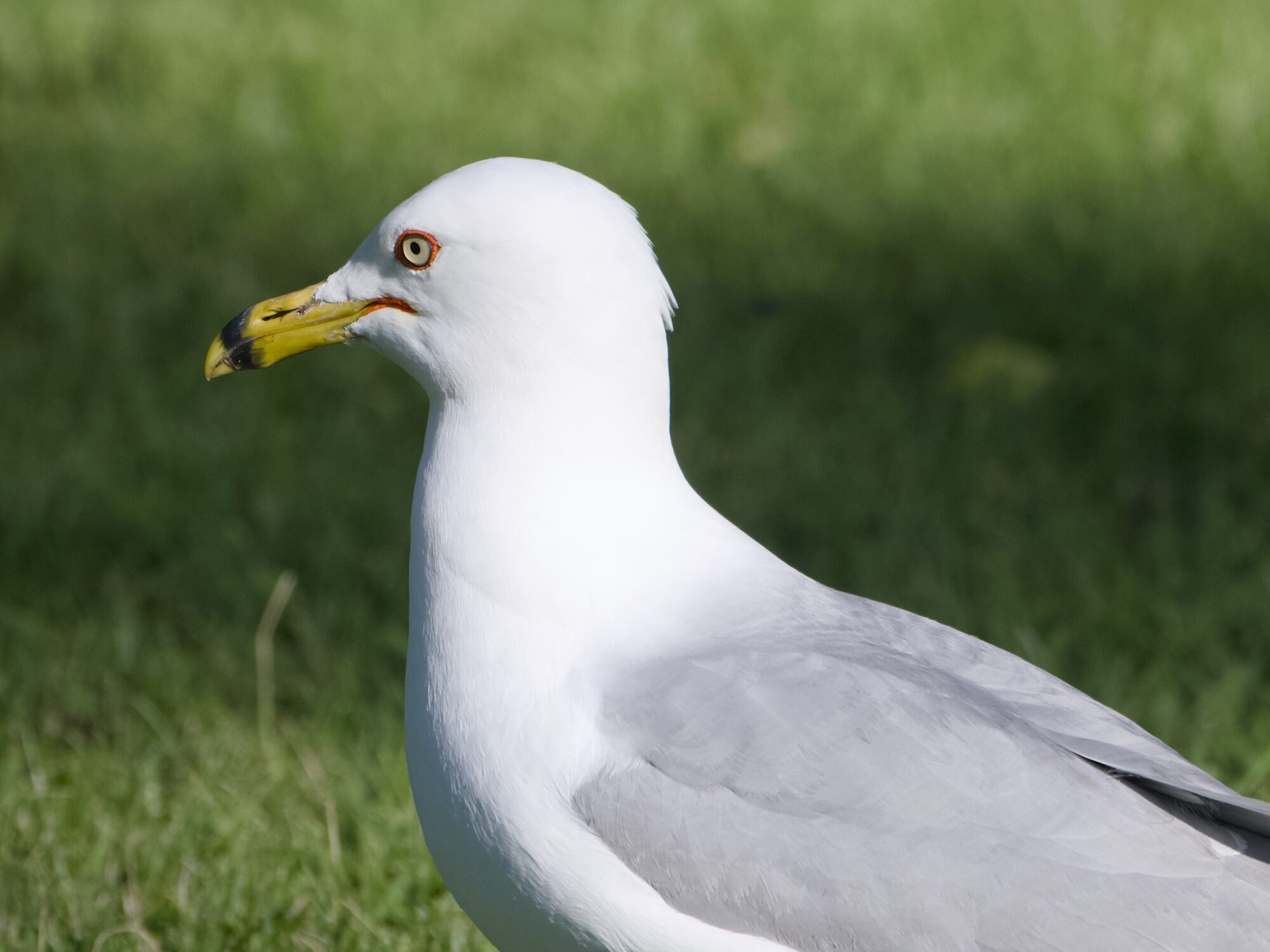 Closeup of a Ring-billed Gull, standing on grass, seen in profile