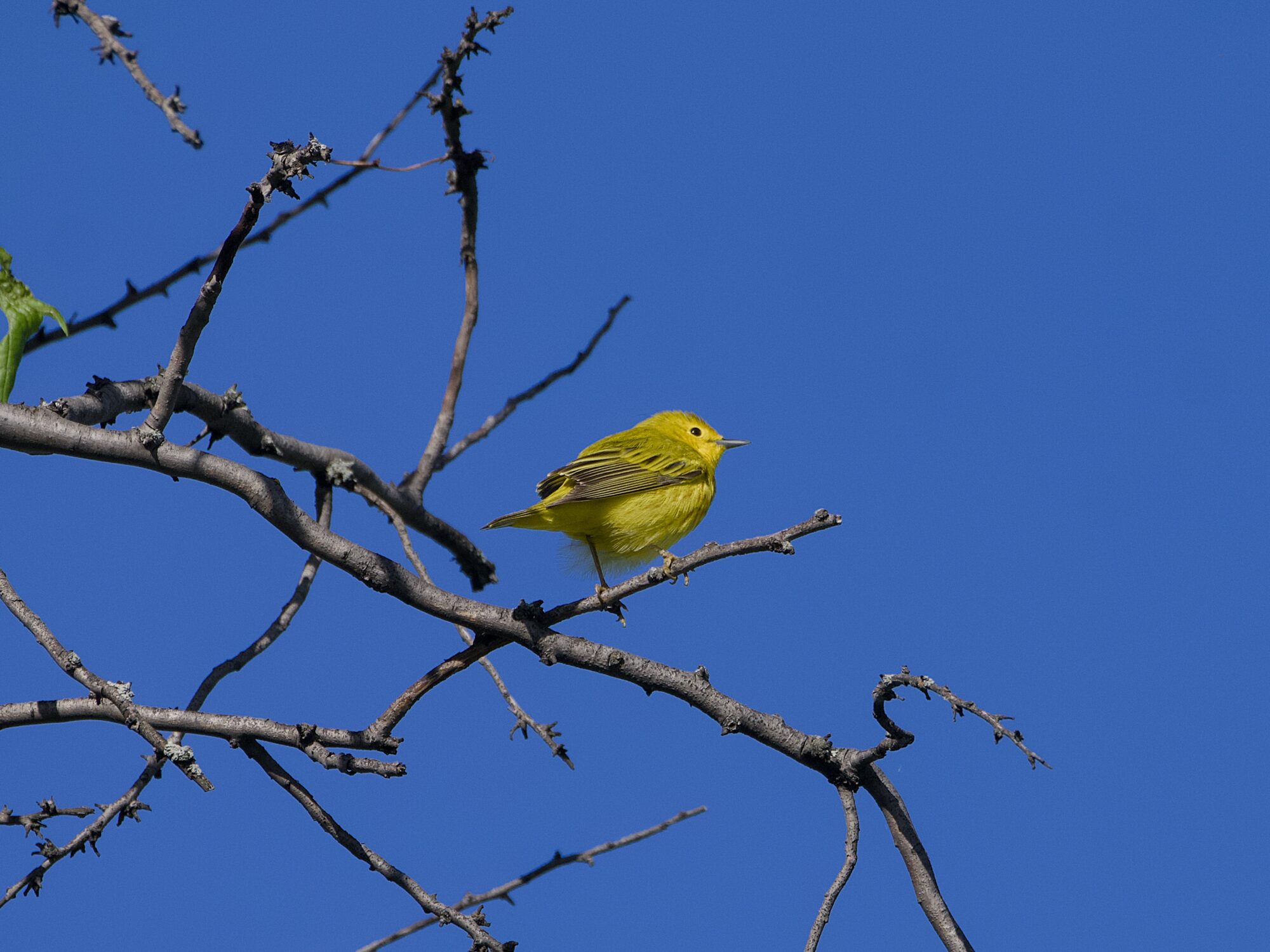 A male Northern Yellow Warbler up in a mostly bare tree. Solid blue sky in the background