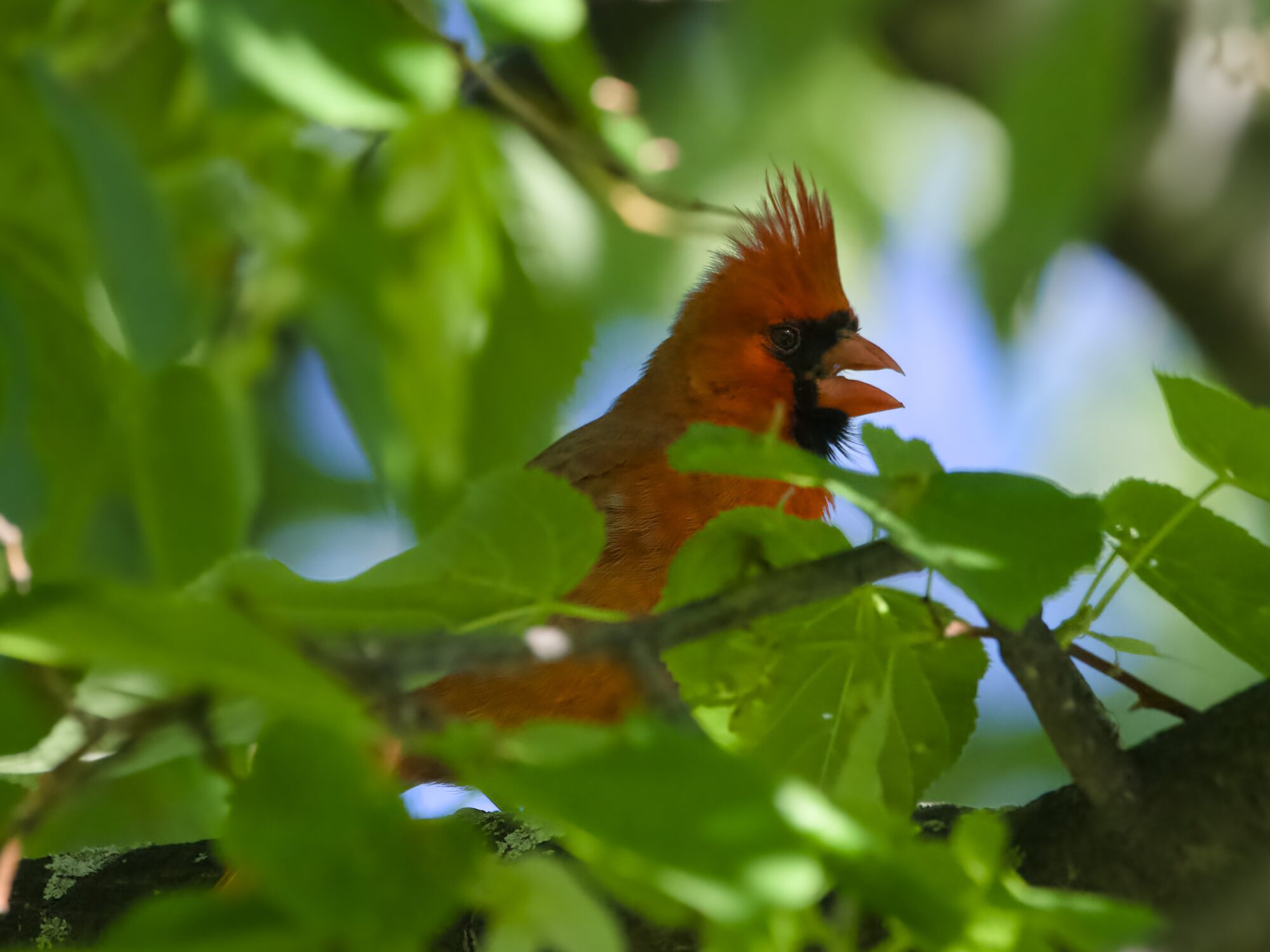 A male Northern Cardinal in a tree, surrounded by green leaves and shade. Only his head and part of his chest is visible from my point of view. His beak is open, and his crest way up.