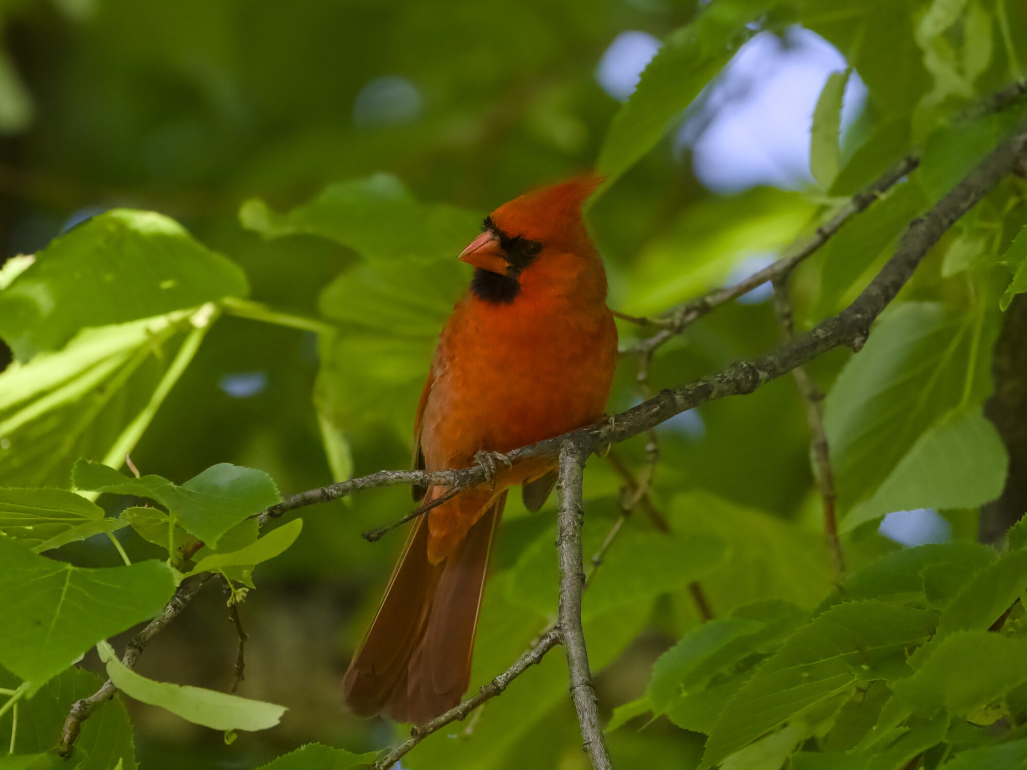 A male Northern Cardinal in a tree, in the shade, surrounded by green leaves. His body is mostly facing me, but his head is turned camera left
