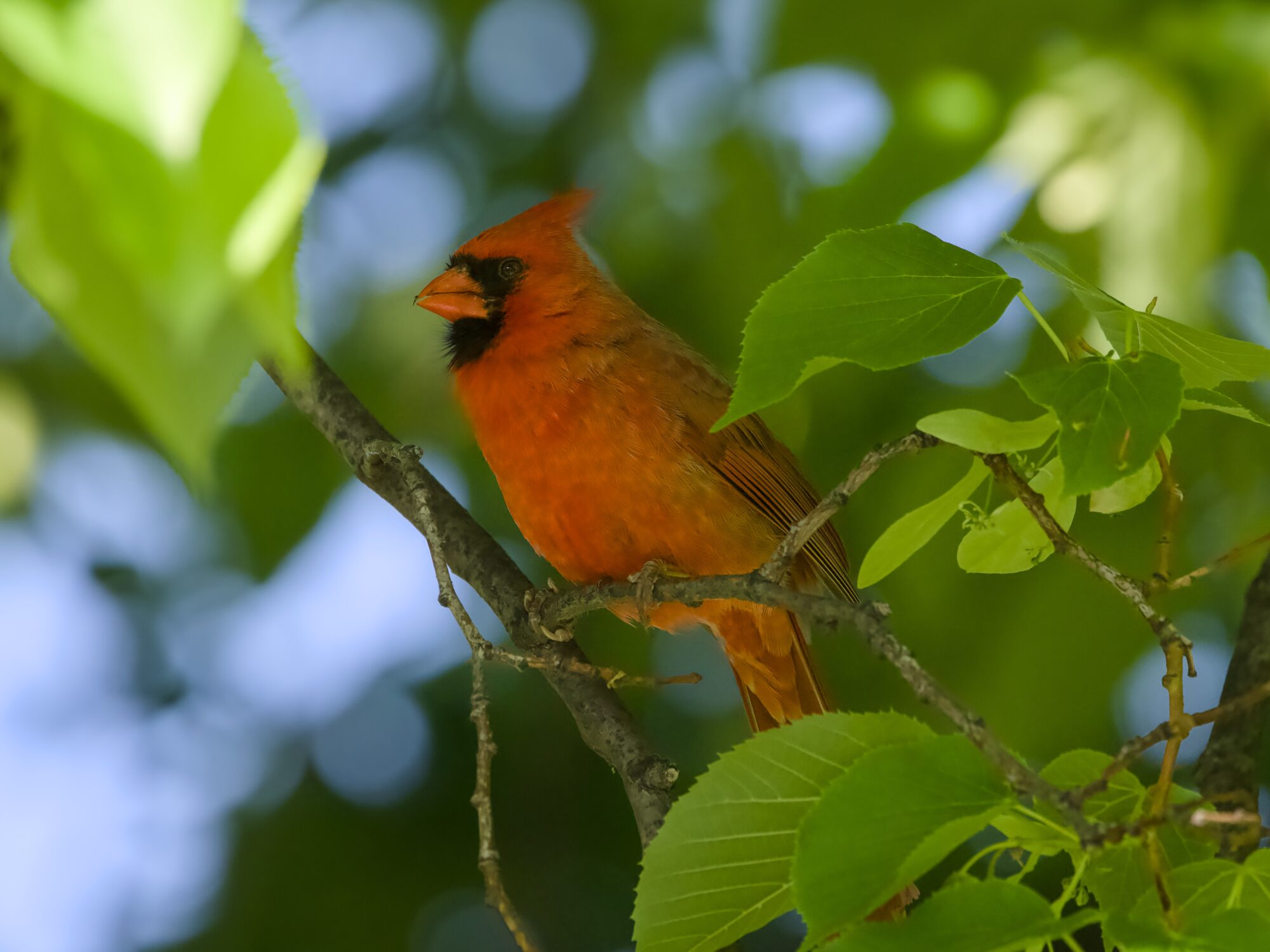 A male Northern Cardinal in a tree, in the shade, surrounded by greenery. Some bits of blue sky are visible in the background