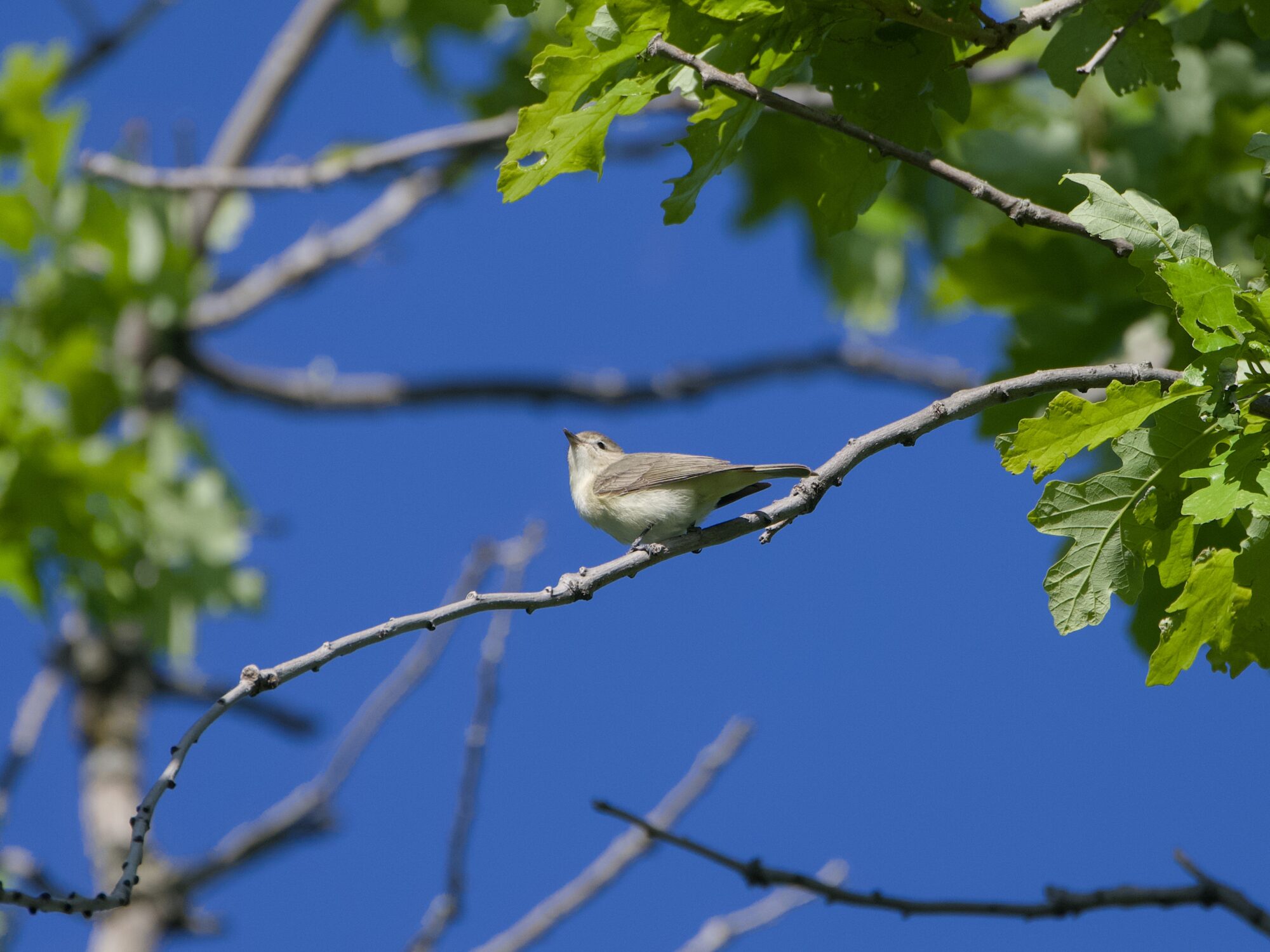 A Warbling Vireo above me on a bare branch, framed by other branches and green foliage. Background is solid blue sky