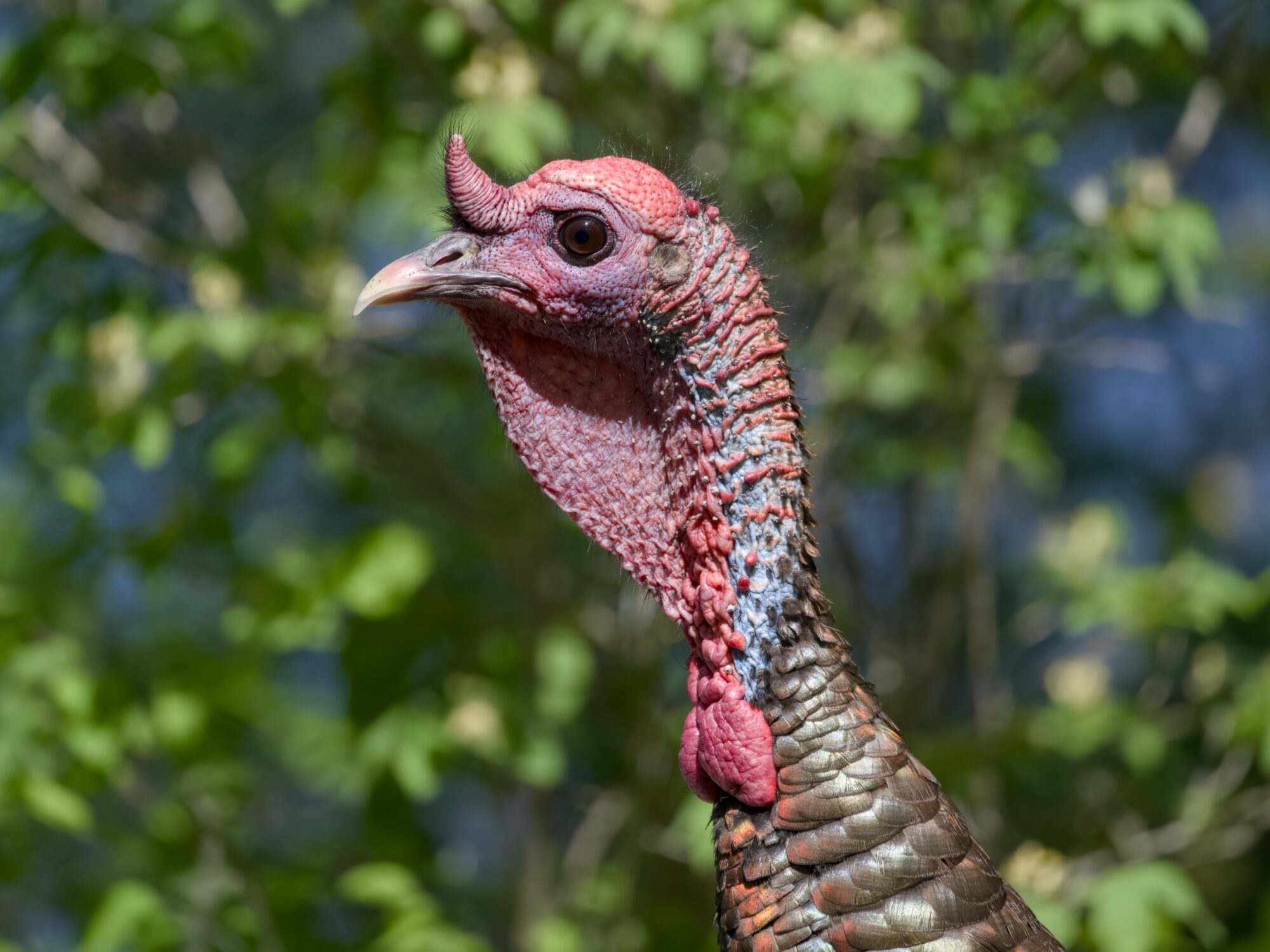 Closeup of a wild Turkey. Green trees ain the background