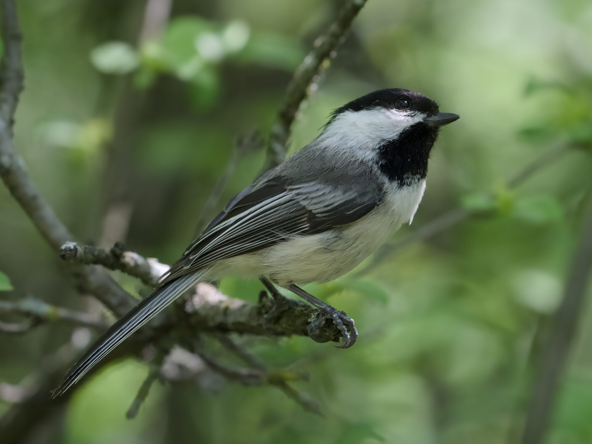 A Black-capped Chickadee sitting on a branch very near me. We're in the shade, surrounded by greenery. It is alert, looking up towards the light