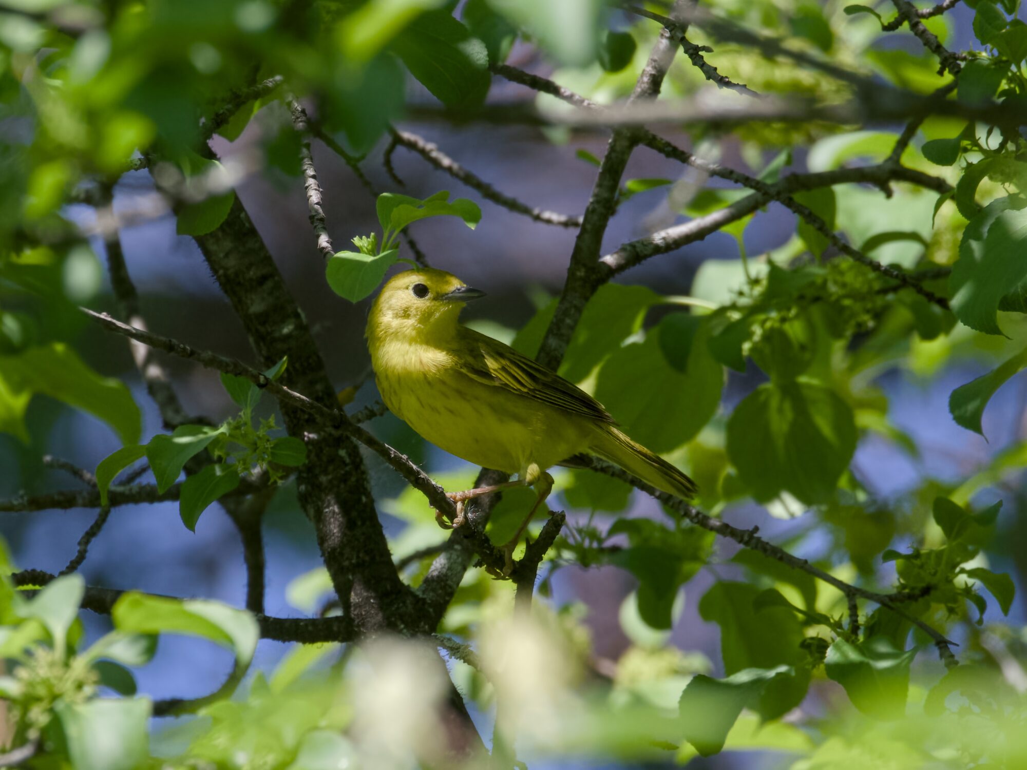 A male Northern Yellow Warbler in a tree, partly in the shade