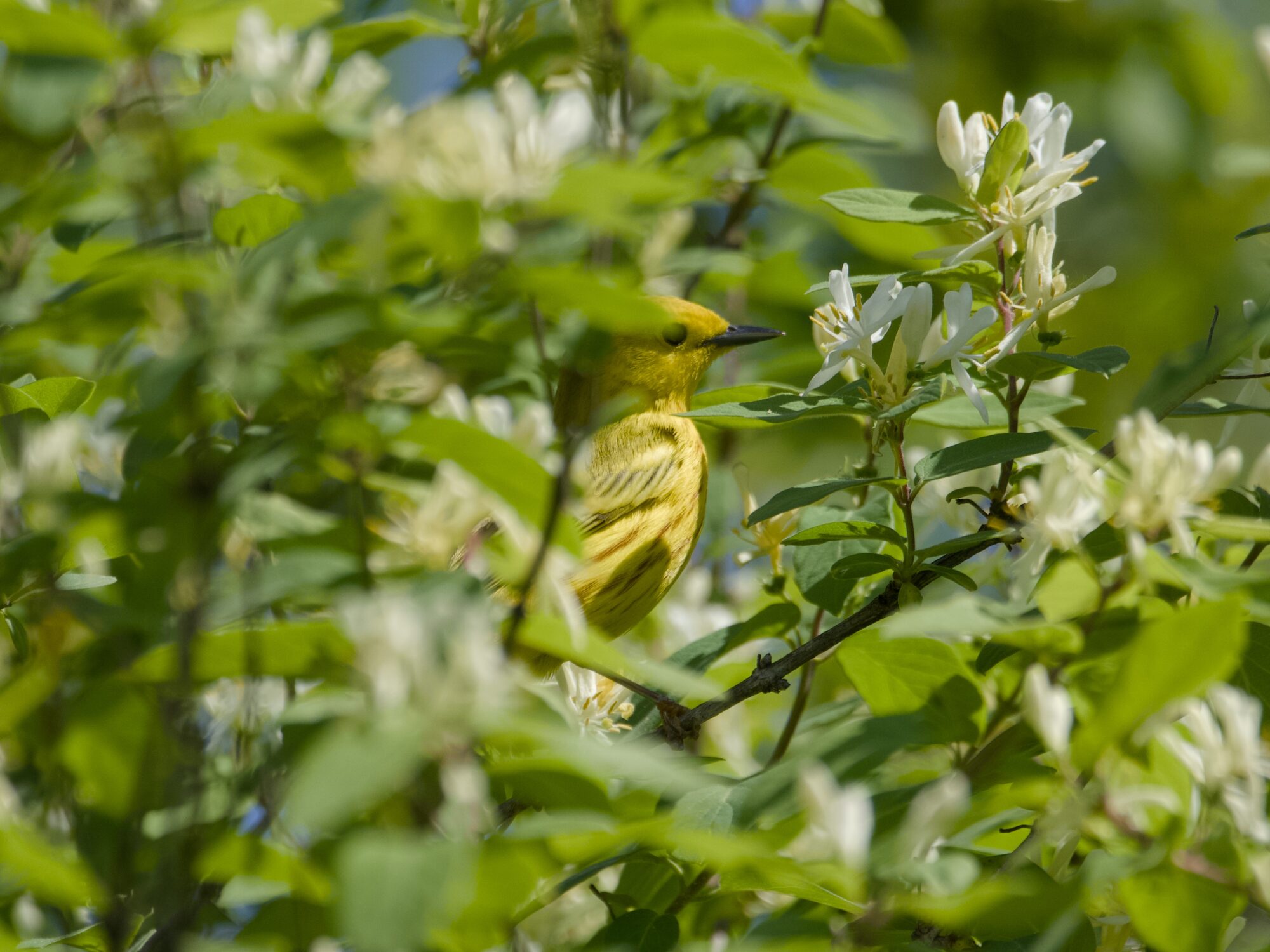 A male Northern Yellow Warbler in a bush, surrounded by greenery and clusters of yellow flowers. It is partly hidden from me, only some of its face and chest visible