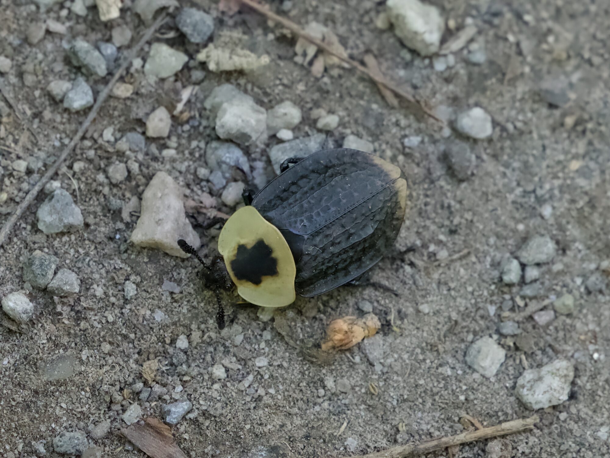 A beetle on the ground. Its elytrae are dark, with a bit of yellow at their tips. Thorax is yellowish with a single dark patch. Head is black