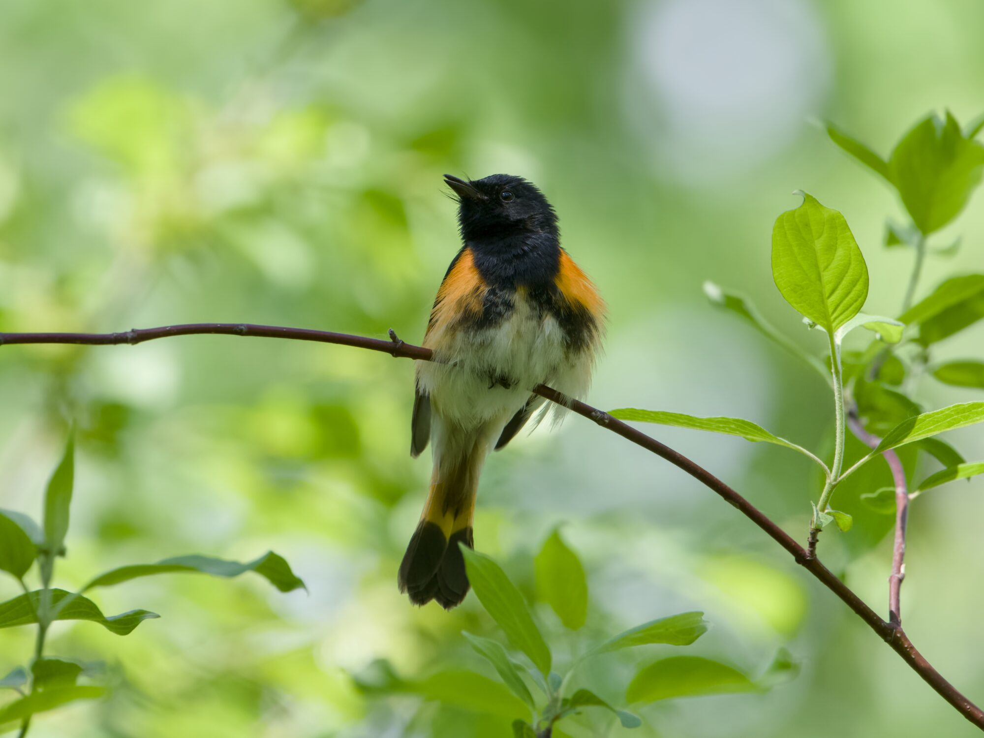 A male American Redstart, up in a tree. His body is facing me, but his head is turned and looking up. He is surrounded by greenery