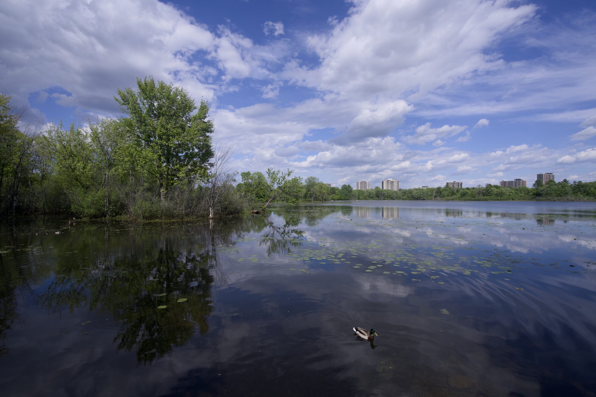 View of Mud Lake, a nice little late, under a sky half filled with clouds. There are some lilypads on the water, and green trees ring the opposite shore. On the far side you can see a couple of apartment towers. A male Mallard duck is swimming in the foreground