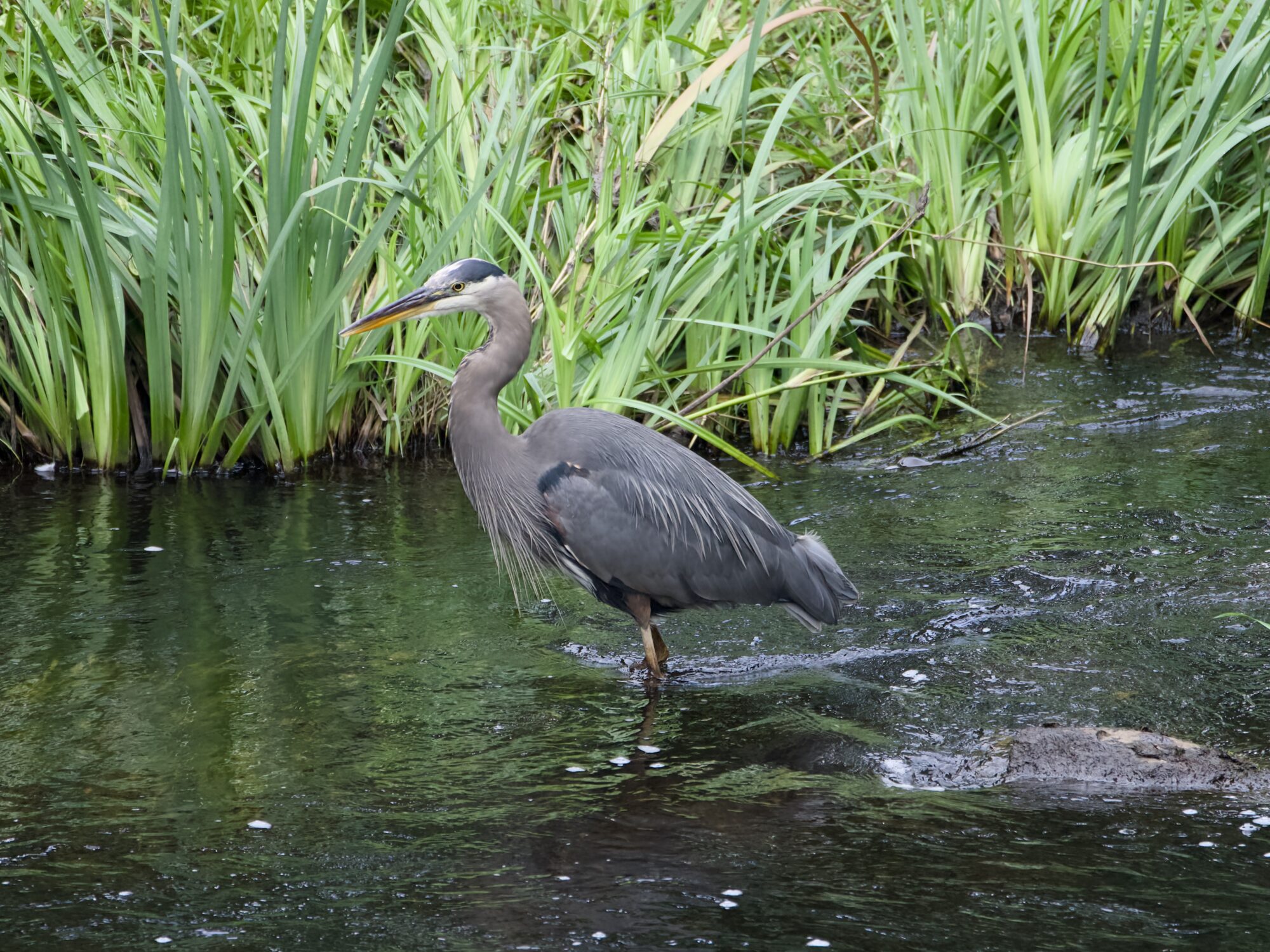 A Great Blue Heron standing in shallow water. Right behind it are tall green reeds