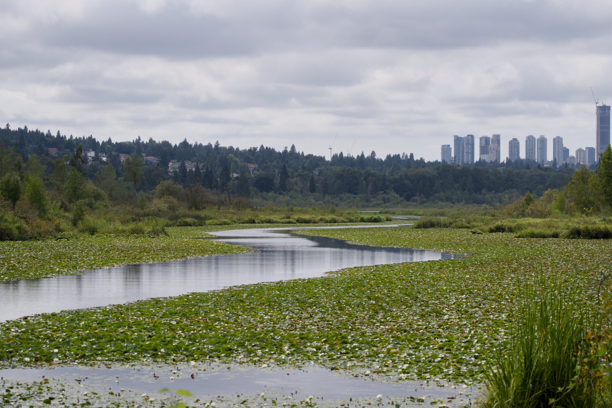 View of Burnaby Lake from near the dam. The water is mostly covered by lilypads except for a zigzagging channel in the centre of the lake. In the background across the water is higher ground, covered in trees. Tall towers in the distance on the right. The sky is grey and overcast