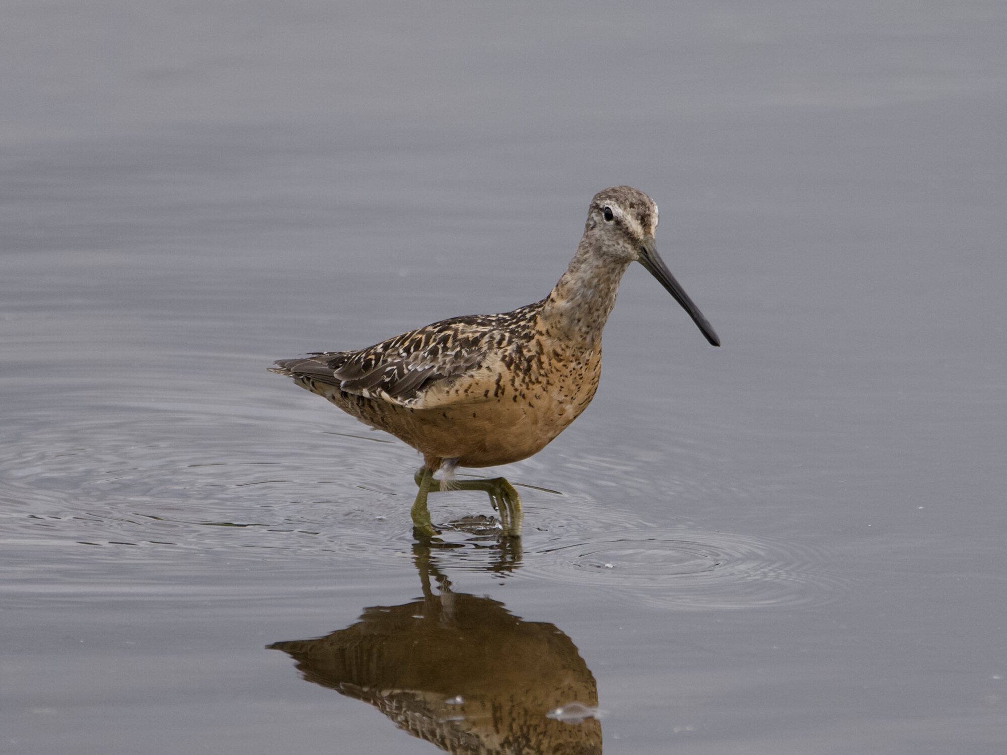 A Long-billed Dowitcher walking in shallow water. It has its reddish breeding plumage. Light is grey and a bit dim