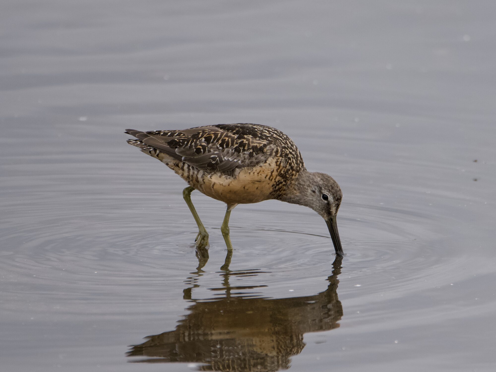 A Long-billed Dowitcher in shallow water. It has its reddish breeding plumage. It is probing at the mud, and its beak is half submerged. Light is grey and a bit dim