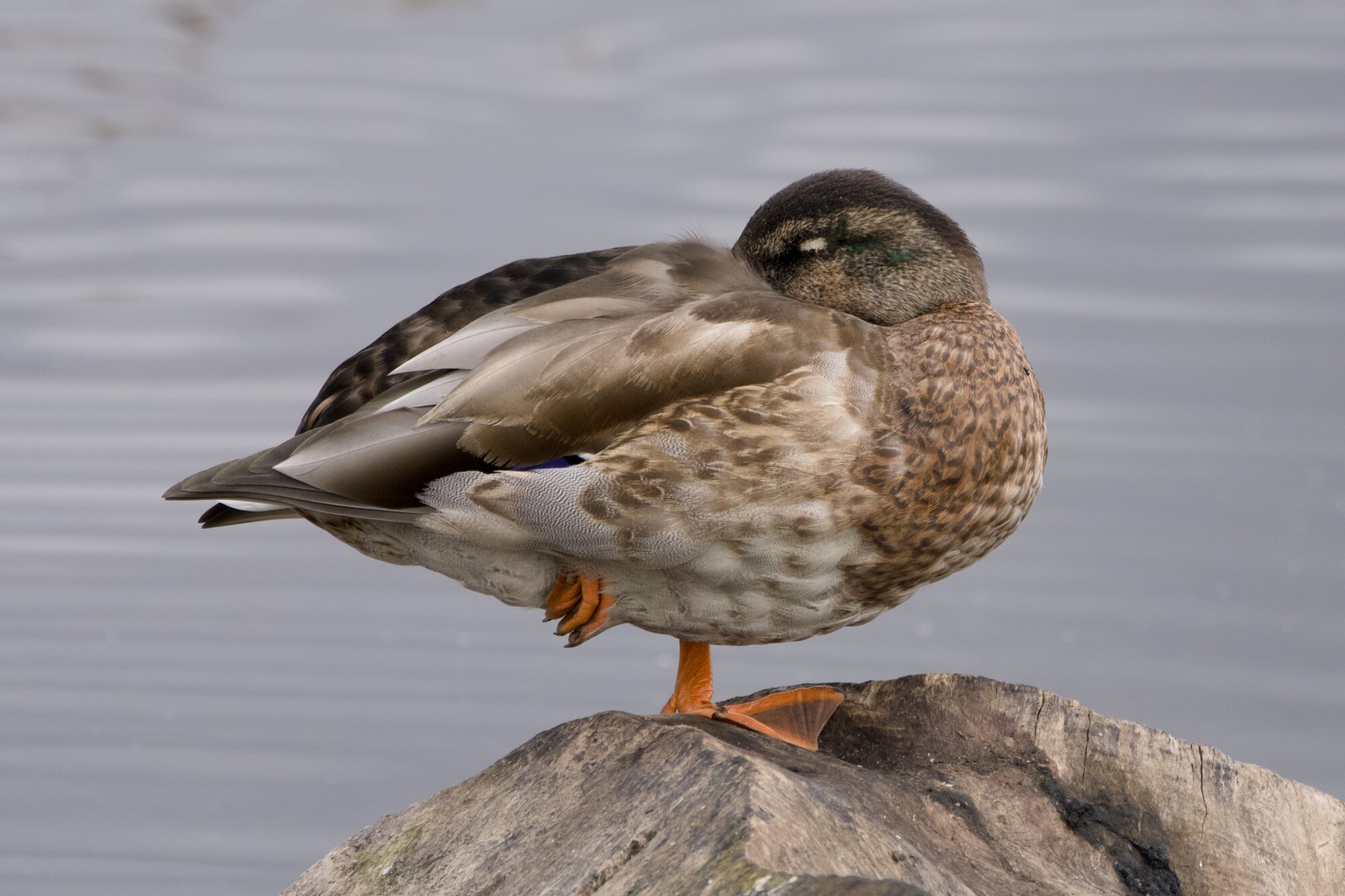 A male Mallard duck in eclipse plumage is napping on a rock, with one foot up. In the background is calm greyish water, and the light is grey.