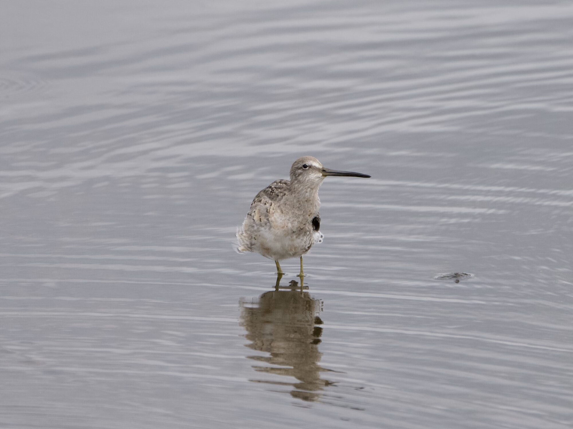 A Greater Yellowlegs is standing in shallow water. The light is greyish and overcast