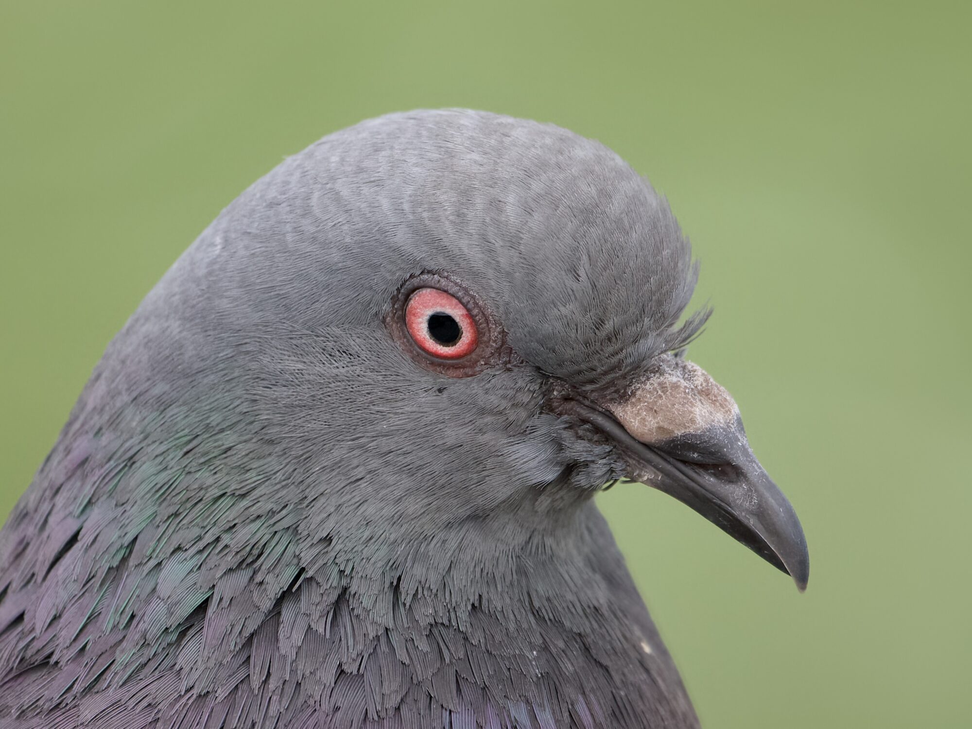 Closeup of an immature pigeon with reddish eyes, a plain brownish cere, and soft green background