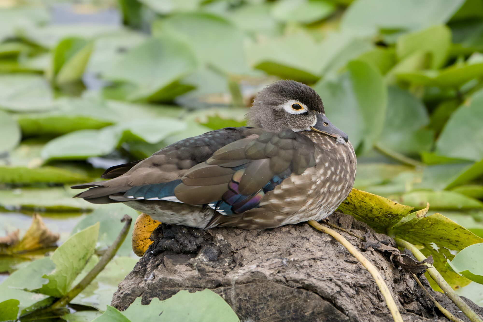 A female Wood Duck resting on a log, surrounded by lilypads