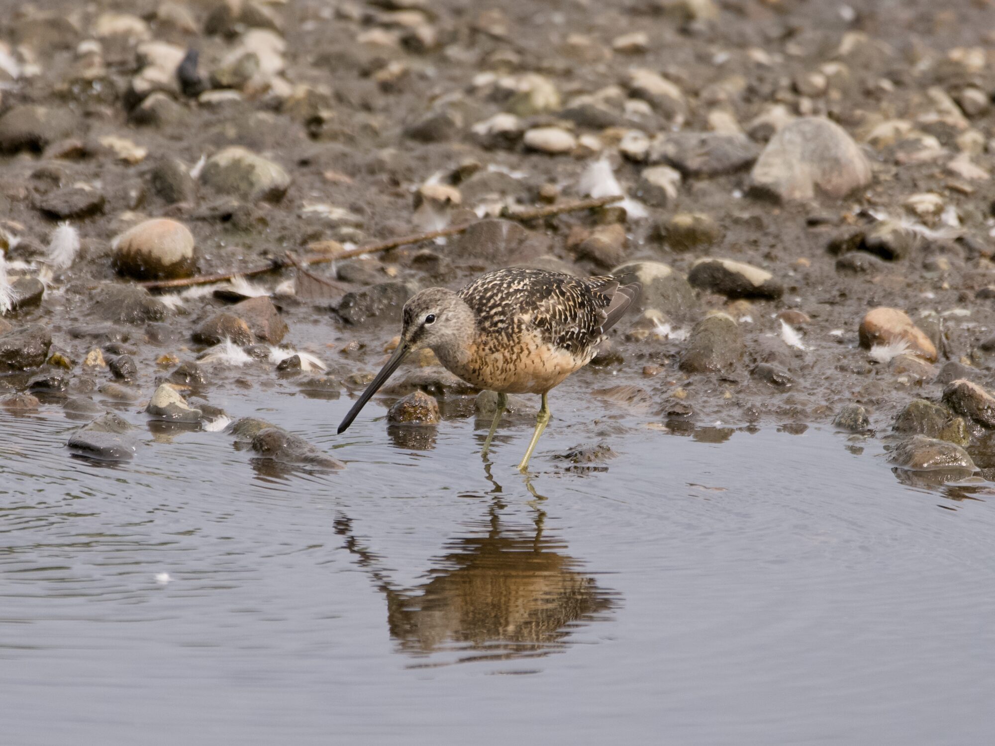 A Long-billed Dowitcher walking in very shallow water, looking down. Behind it is land, a mix of mud and rocks