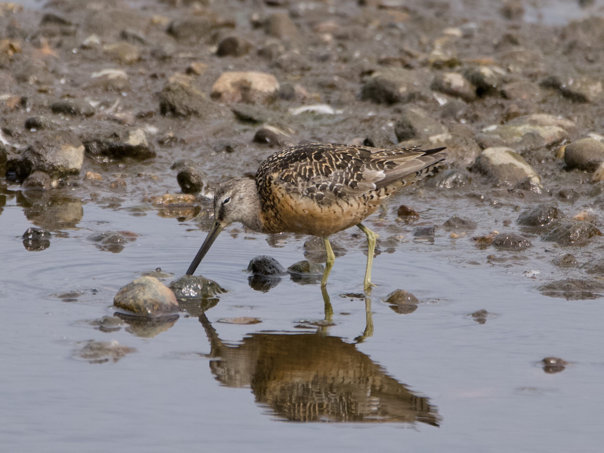 A Long-billed Dowitcher in shallow water, poking a little muddy rock just above the water. Behind it is land, a mix of mud and rocks