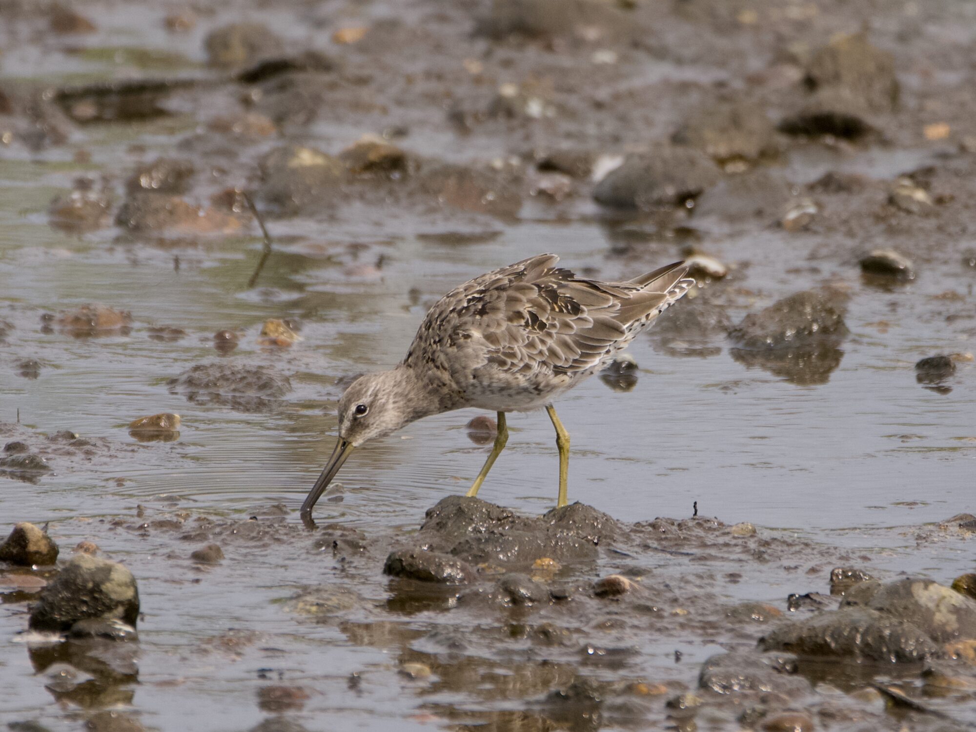 A Long-billed Dowitcher in shallow muddy water, poking at the mud
