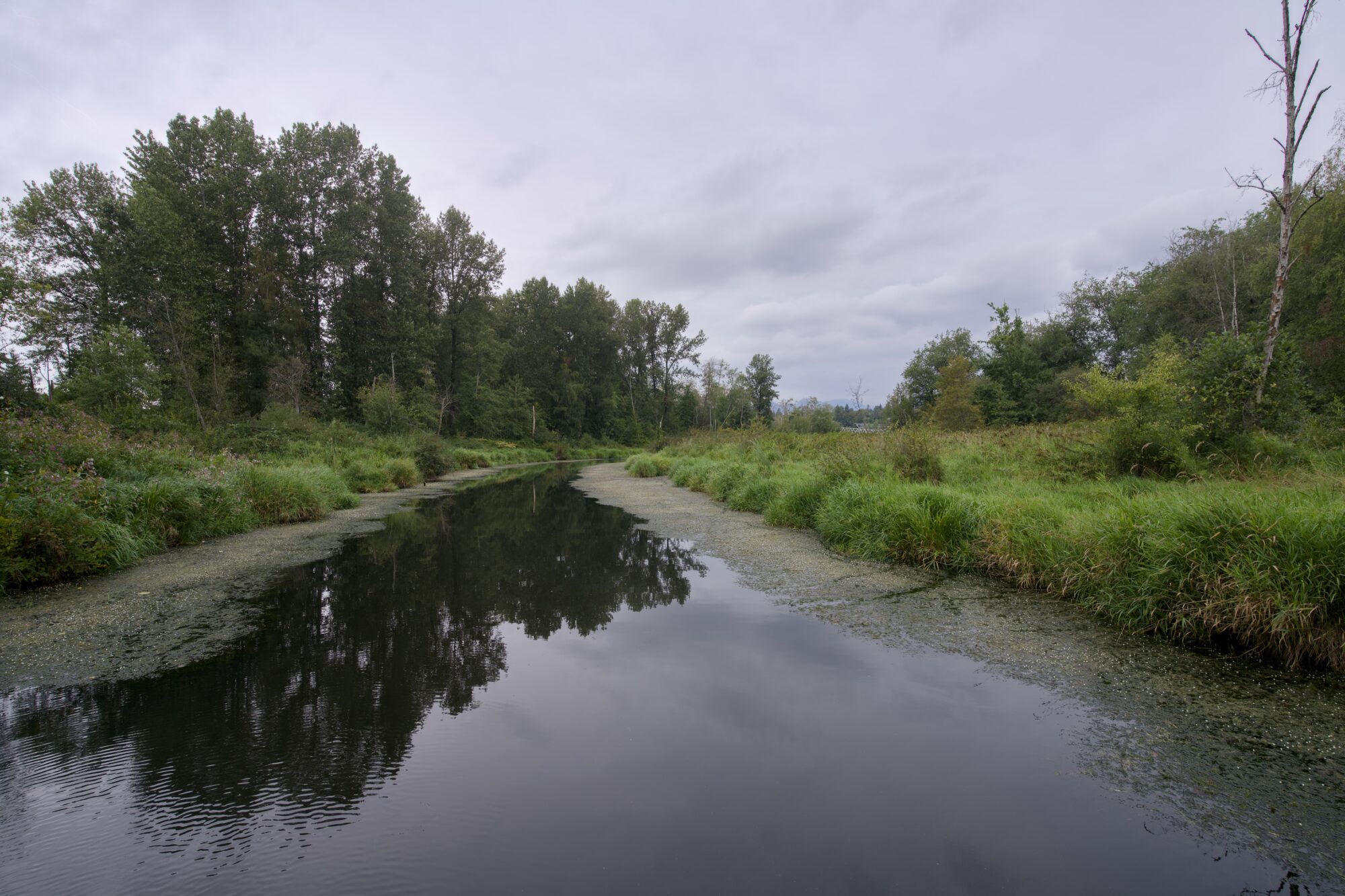 Still Creek from the bridge. The sky is grey and overcast, the creek's edges are lined with algae and gunk, and the water is very still