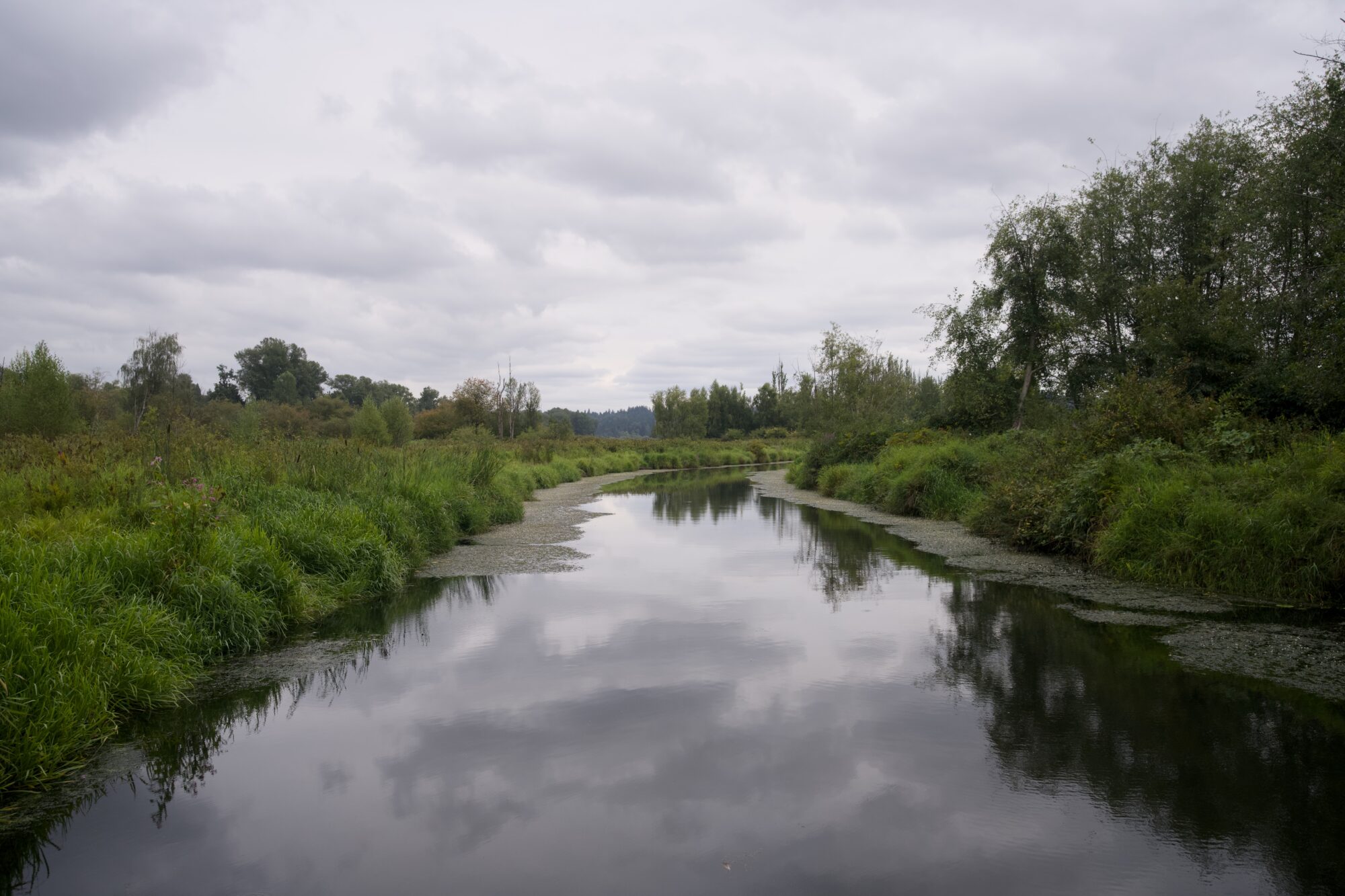 Still Creek looking east. The sky is grey and overcast, the creek's edges are lined with algae and gunk, and the water is very still