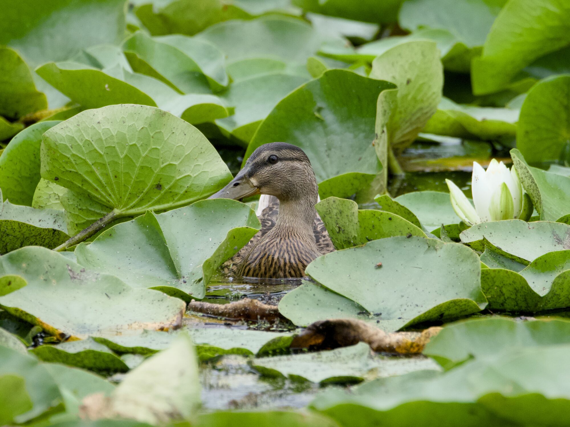 A female Mallard duck in the water, surrounded by huge lilypads