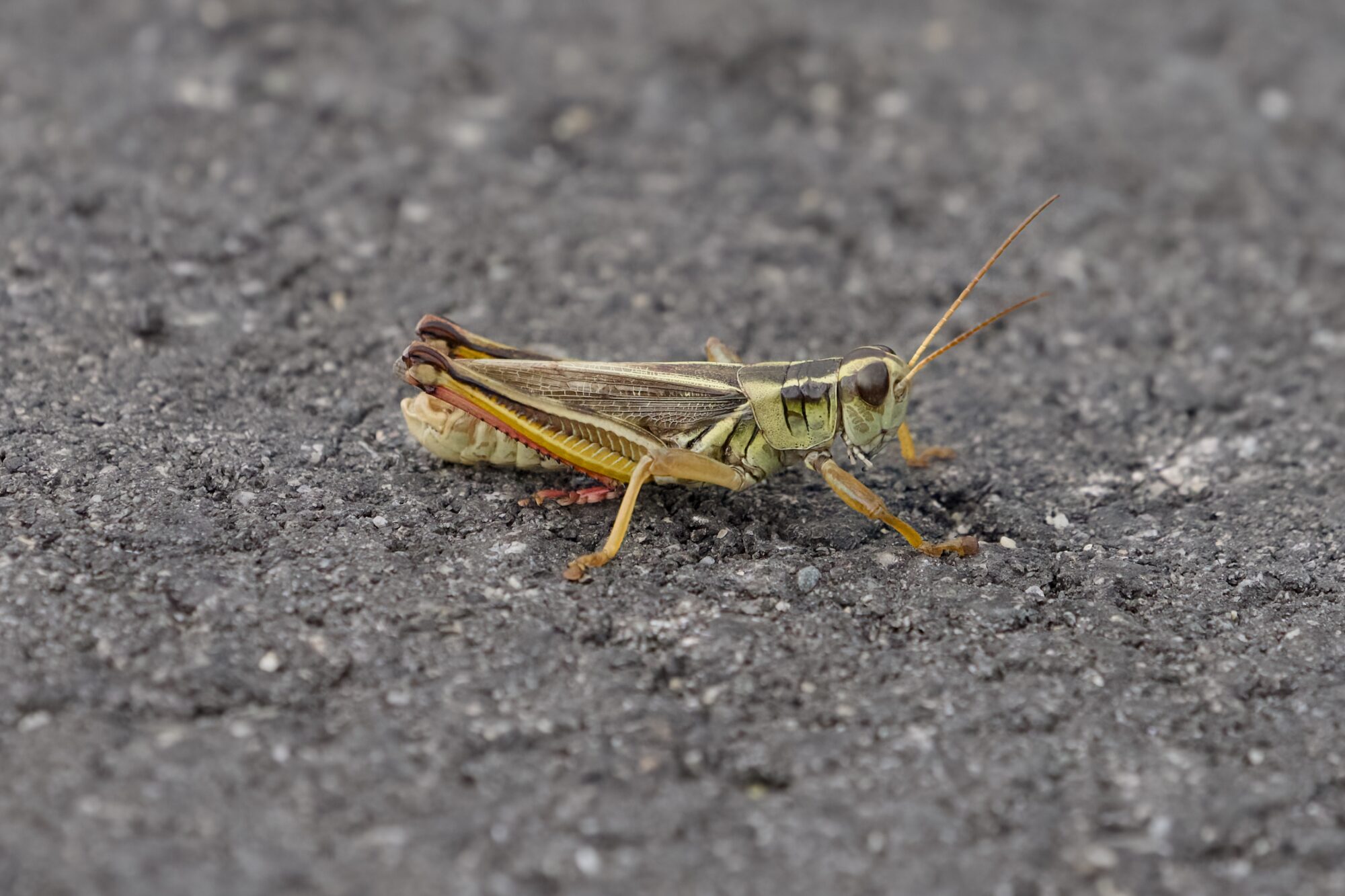 A green and brown cricket on dark concrete ground