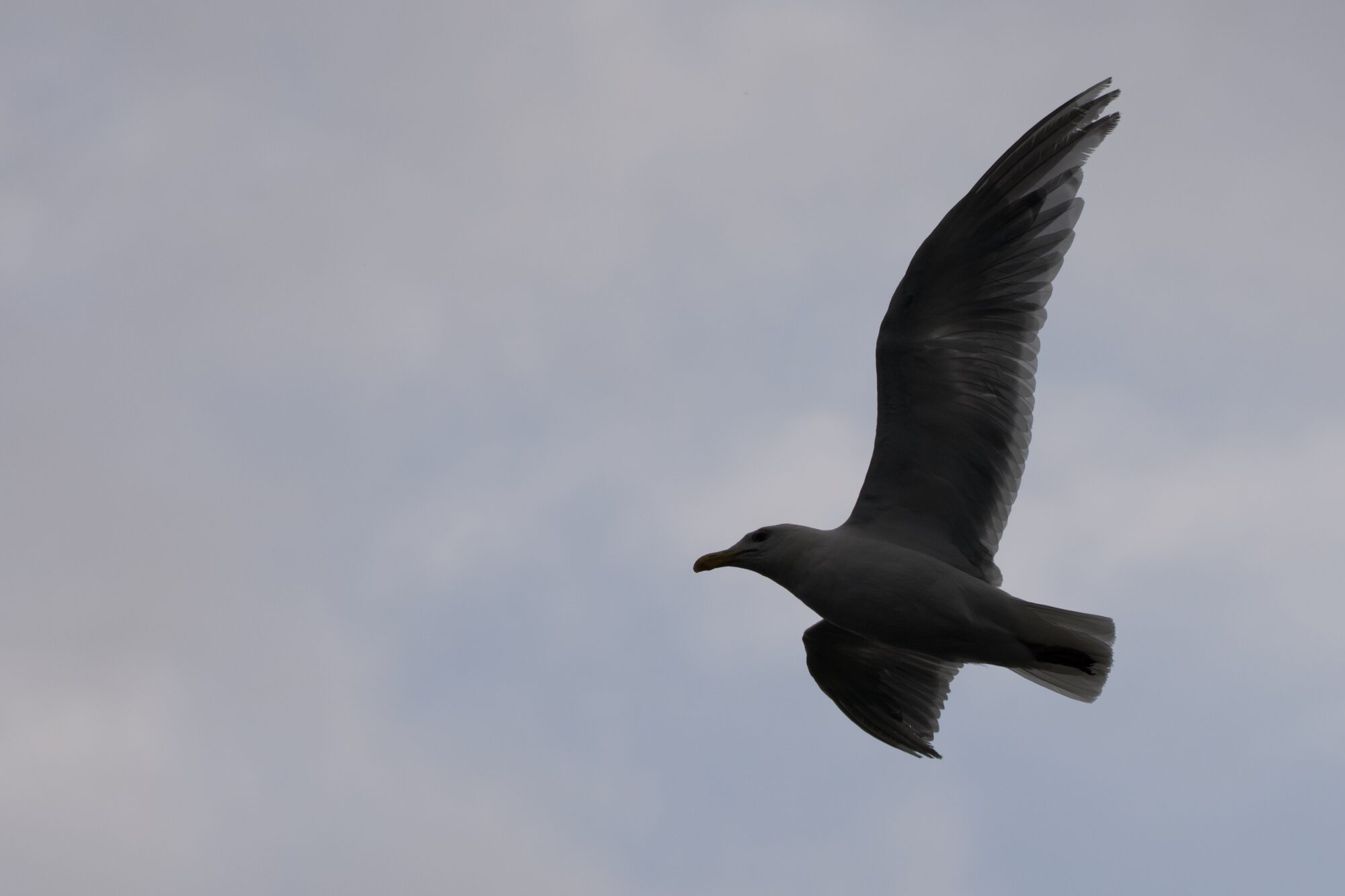A gull in flight, against a grey and overcast sky. The gull looks very dark, its wings are spread, and we see a lot of details in its flight feathers
