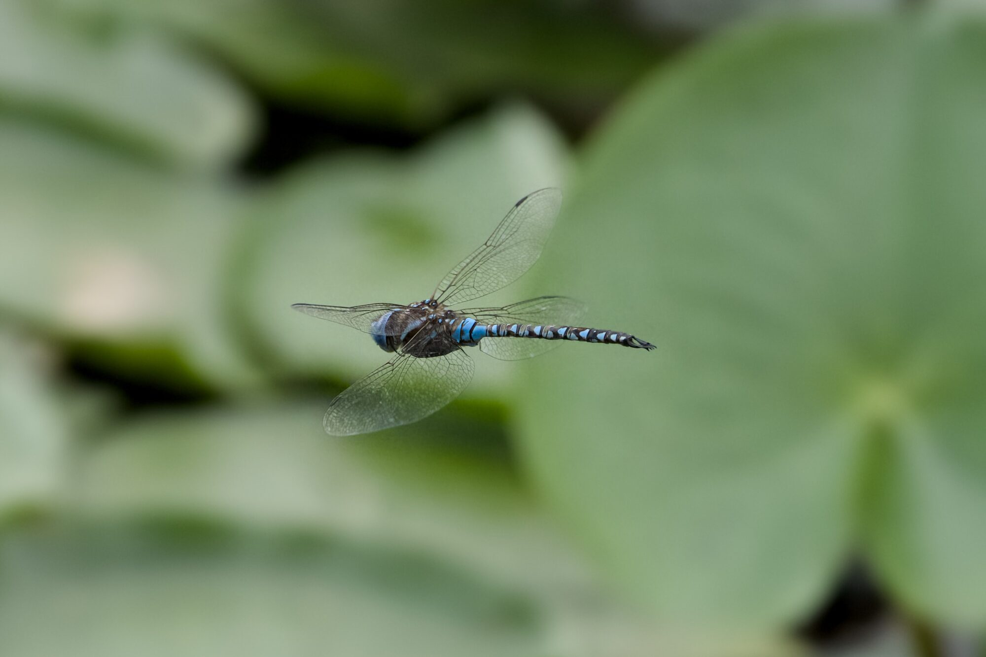 A male Blue-eyed Darner dragonfly hovering over some fuzzy lilypads.