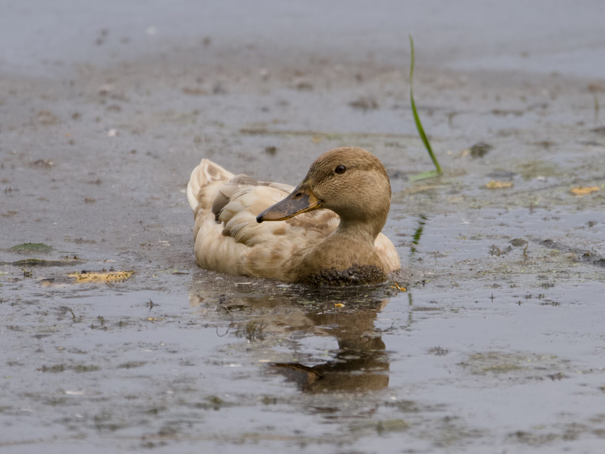 A female Mallard duck in gunky water. Her body is very pale brown, and her head and chest are dark reddish