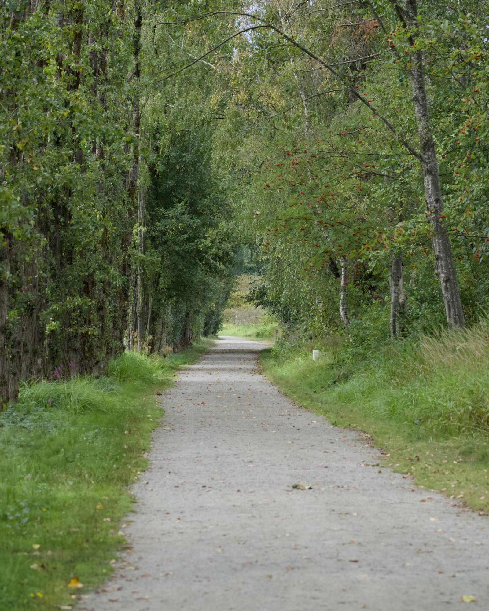 A gravelly trail between two rows of trees