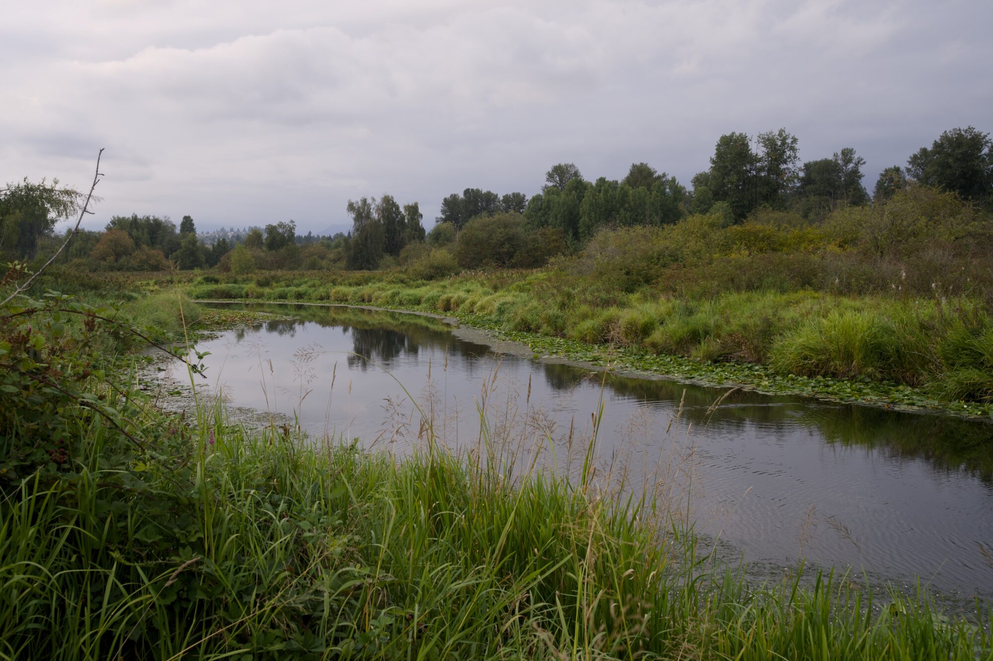 Still Creek under a grey and overcast sky. It is lined by lush green bushes on either side