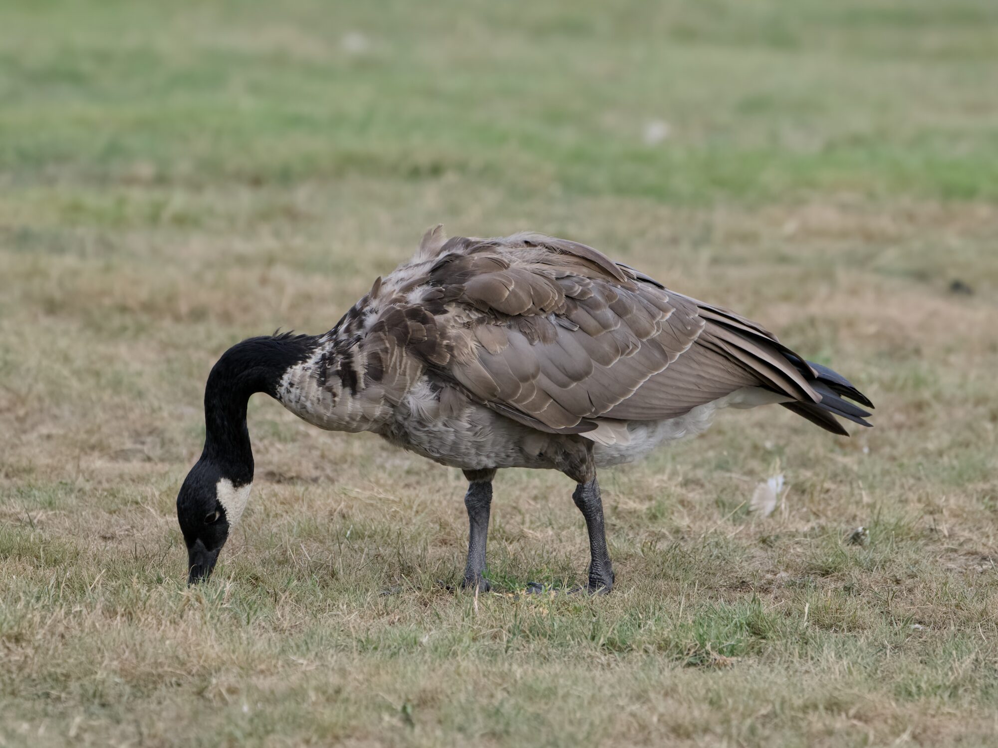 A very ragged-looking Canada Goose is browsing on a grassy field