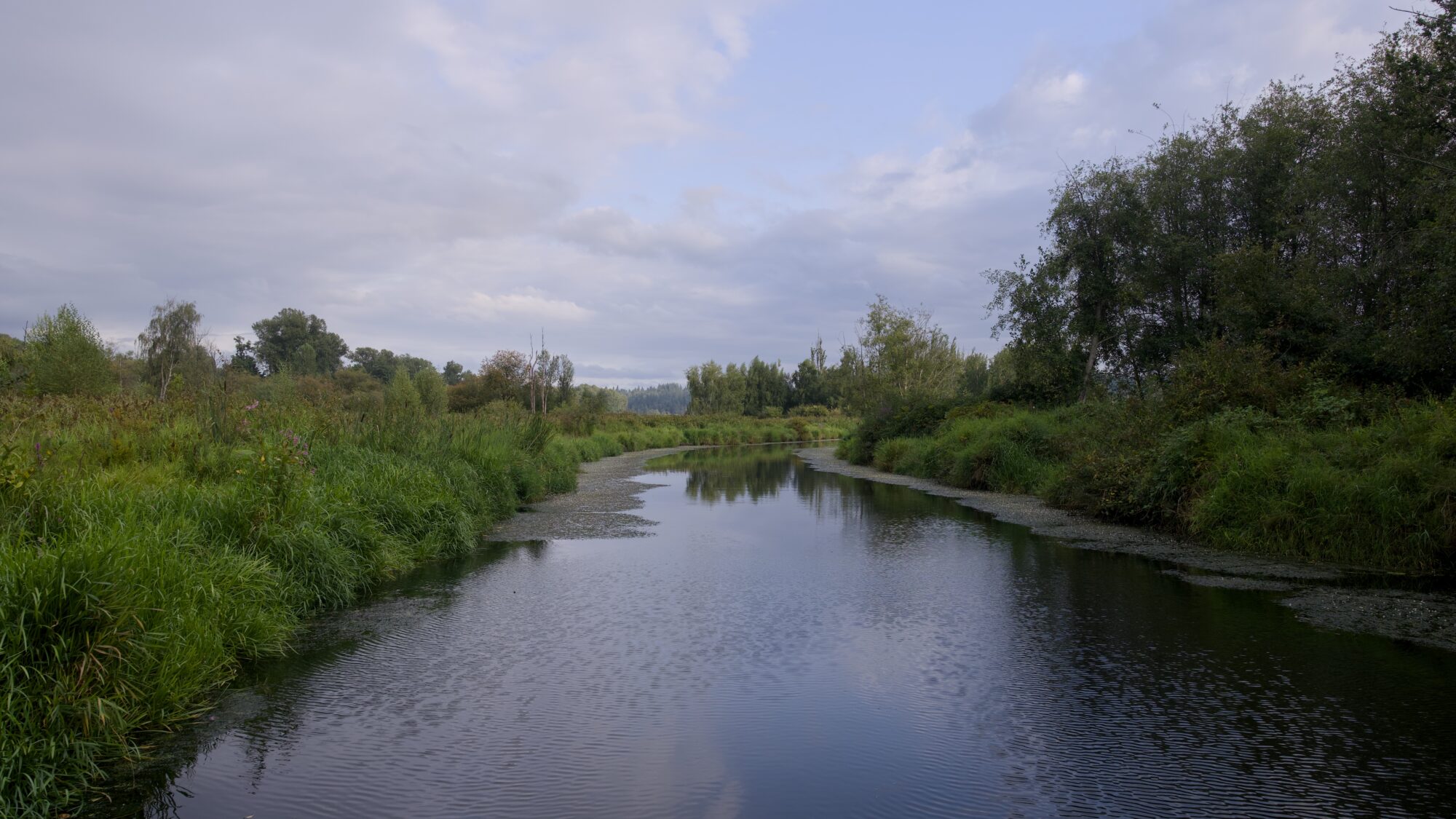 Another look at Still Creek, looking east. The shores are lined with gunky algae on the surface, and there are lush greeh bushes and trees on either side. The sky is clearing up somewhat
