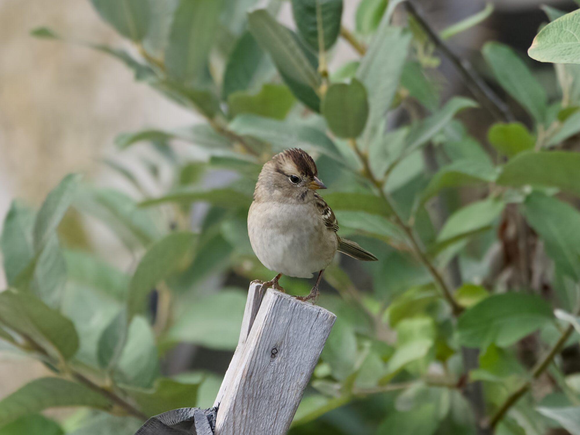 An immature White-crowned Sparrow is perched on a wooden post. There are large leafy plants in the background
