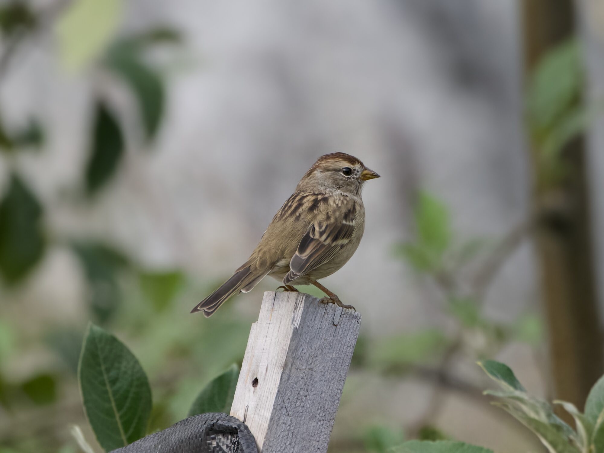 An immature White-crowned Sparrow is perched on a wooden post.