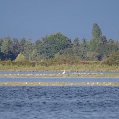 A lot of gulls and shorebirds lined up on faraway sandbanks, made blurry with distance. Towering over them is a large white pelican