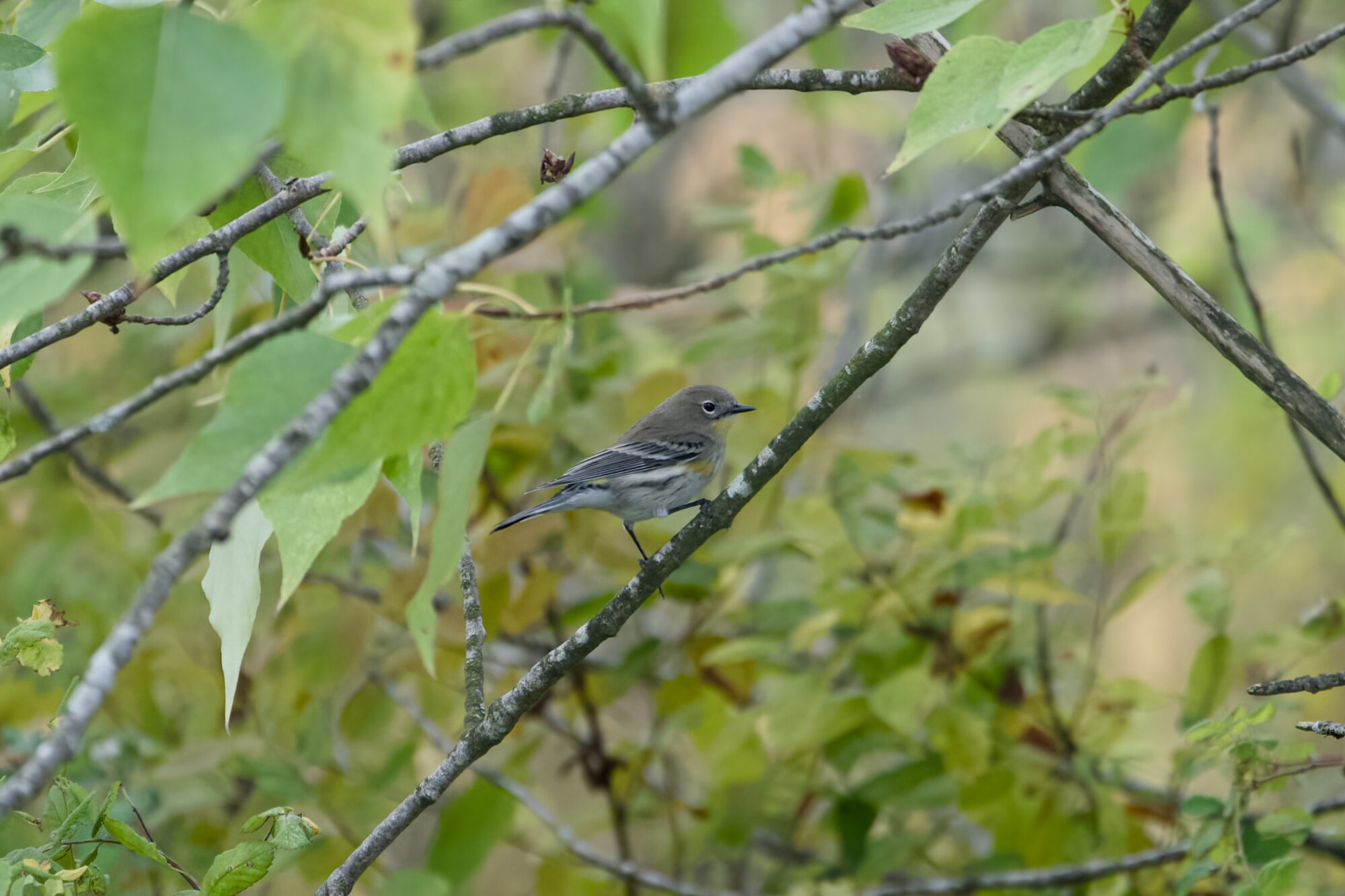 A female Yellow-rumped Warbler, perched on a thin branch and surrounded by green foliage