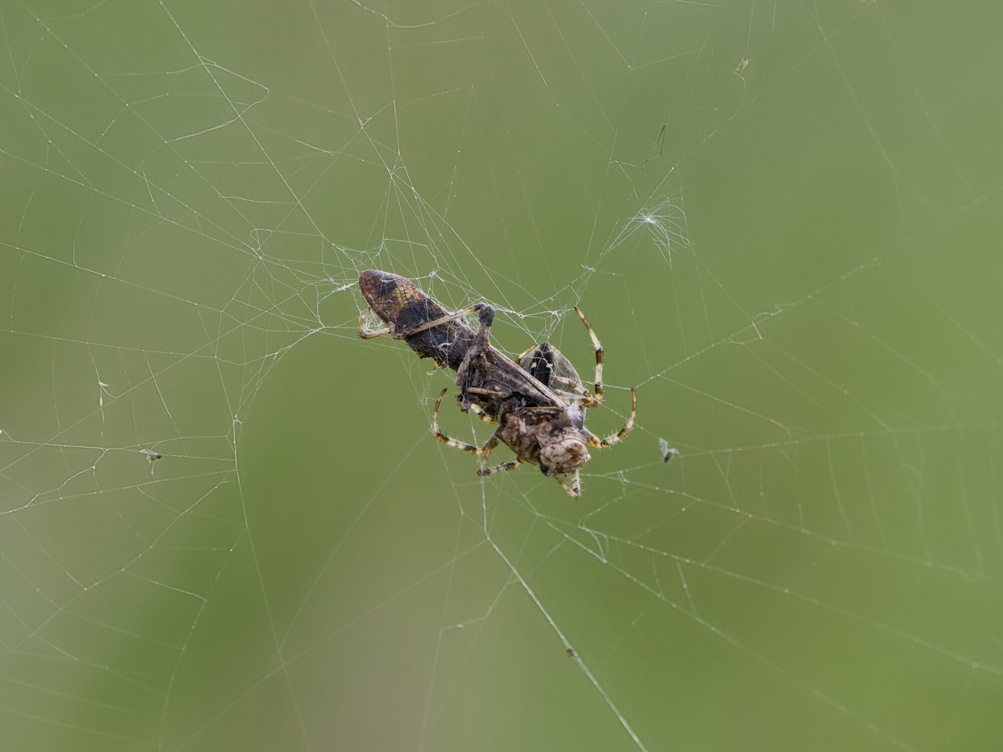 An orb weaver spider in its web, holding the remains of a grasshopper