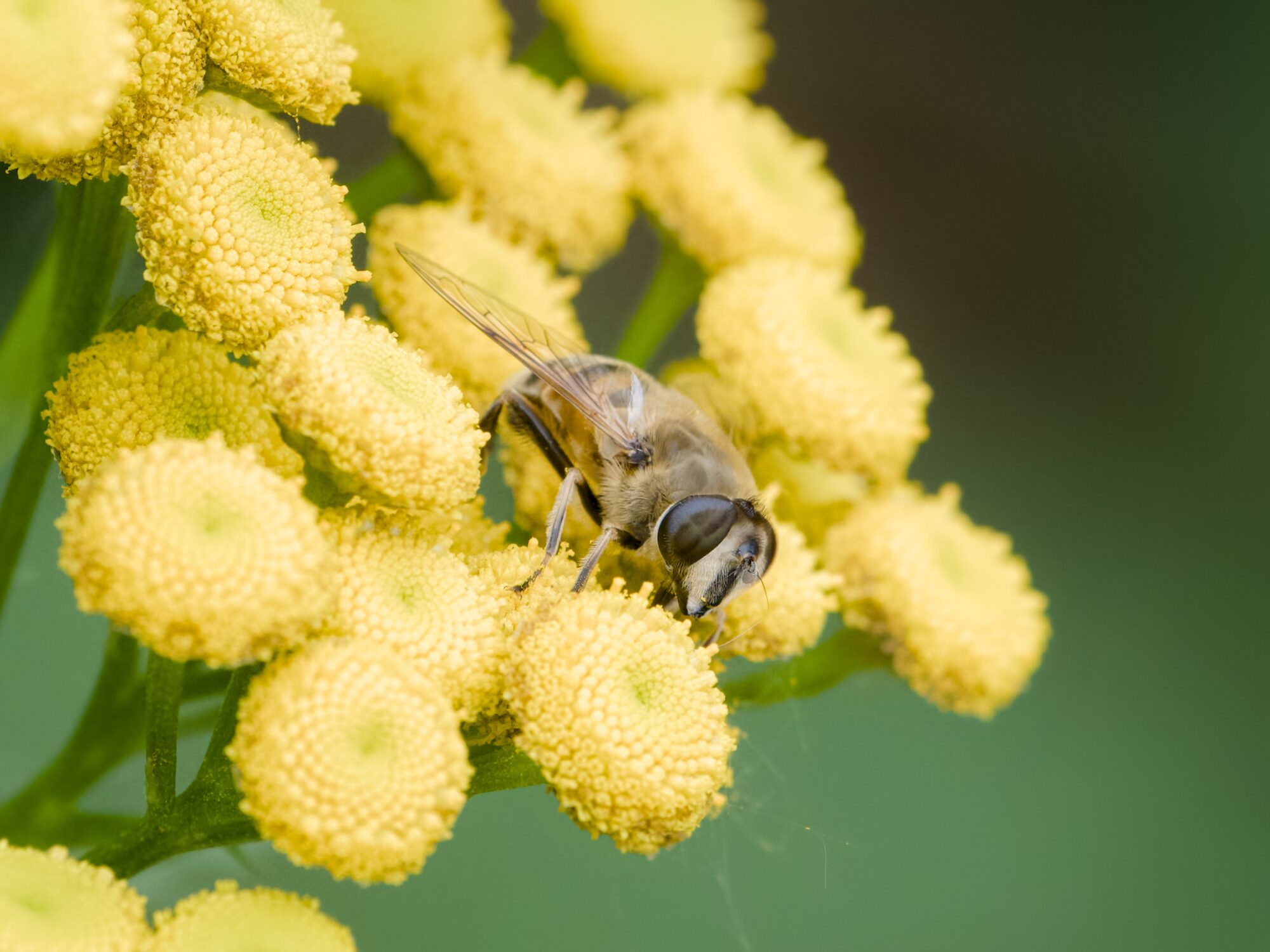A hoverfly pollinating a cluster of tansy flowers
