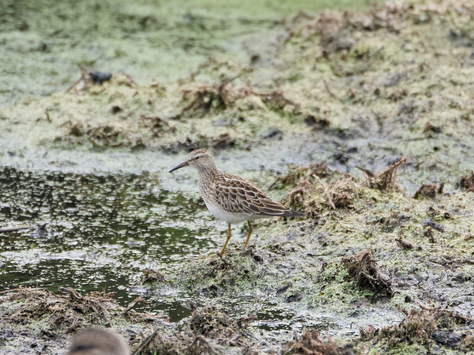 A Pectoral Sandpiper at the water's edge, surrounded by green gunk on either side
