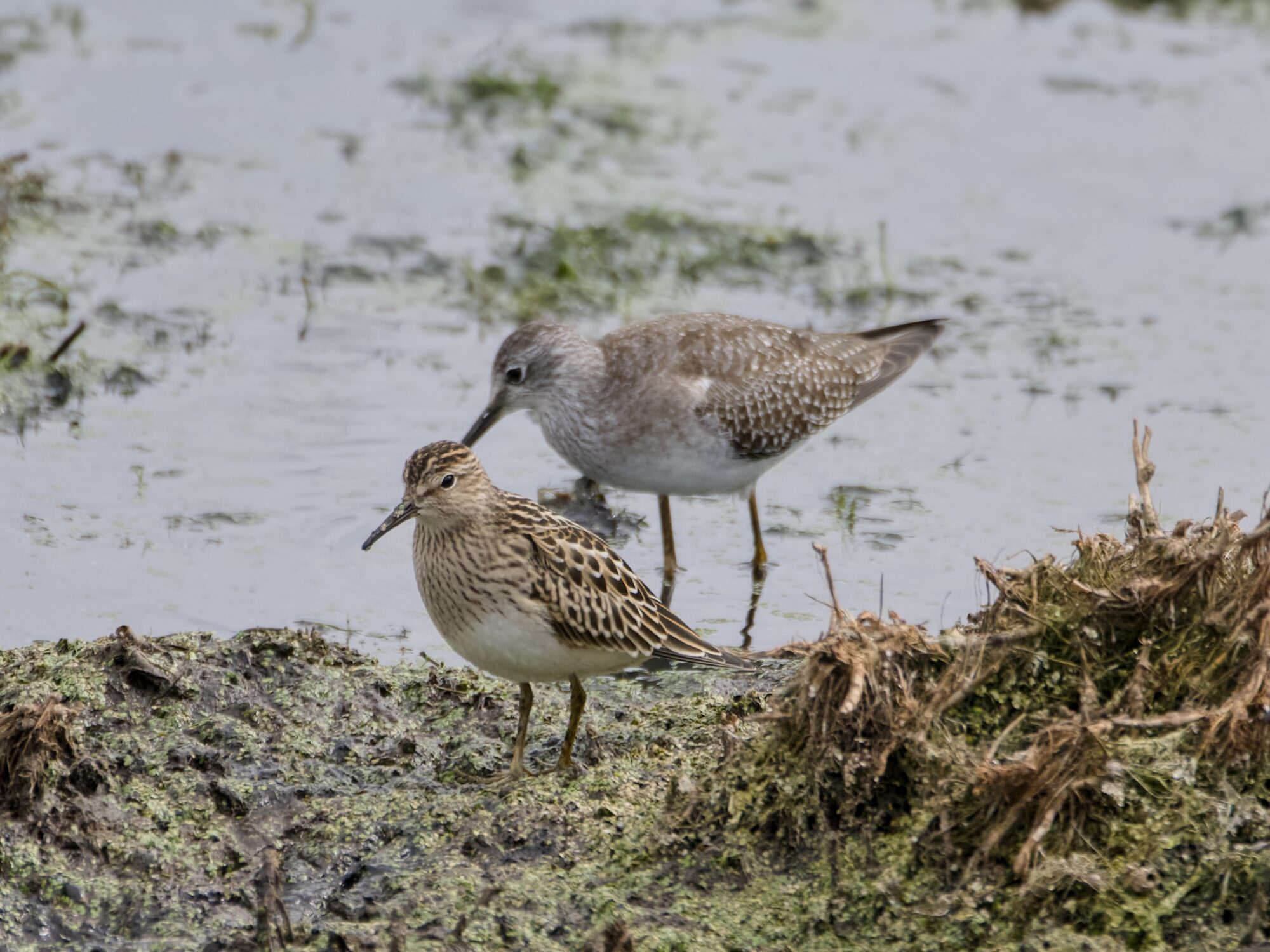 A Pectoral Sandpiper standing at the water's edge, in front of a Greater Yellowlegs which is standing in shallow water