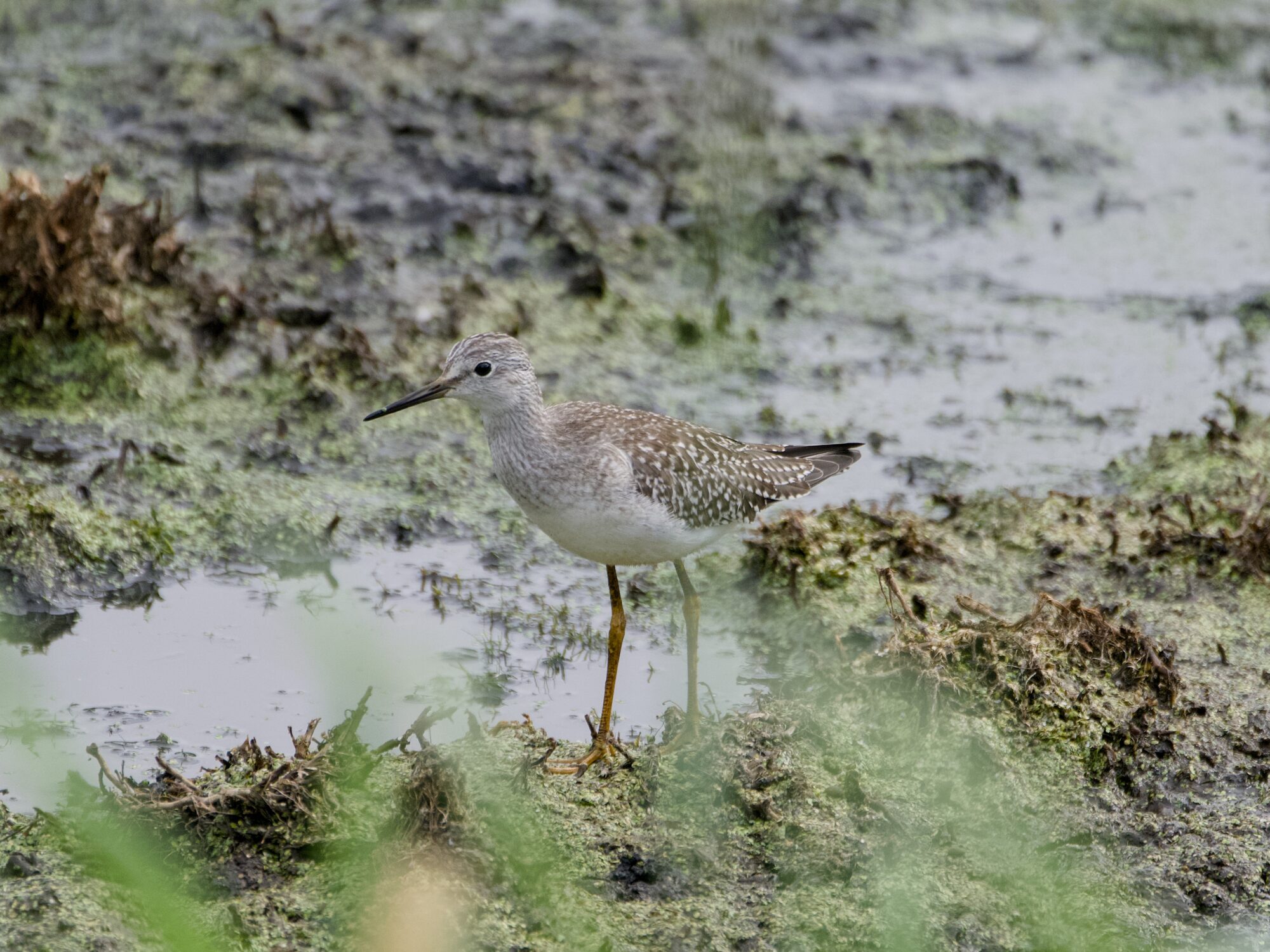 Greater Yellowlegs standing in mud at the water's edge
