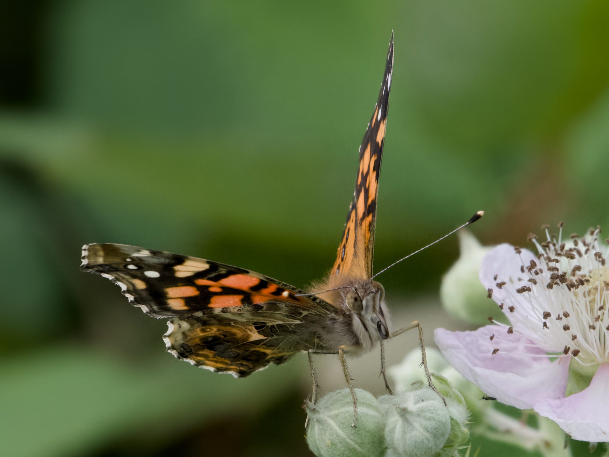 A West Coast Lady butterfly, perched near a pale pink flower