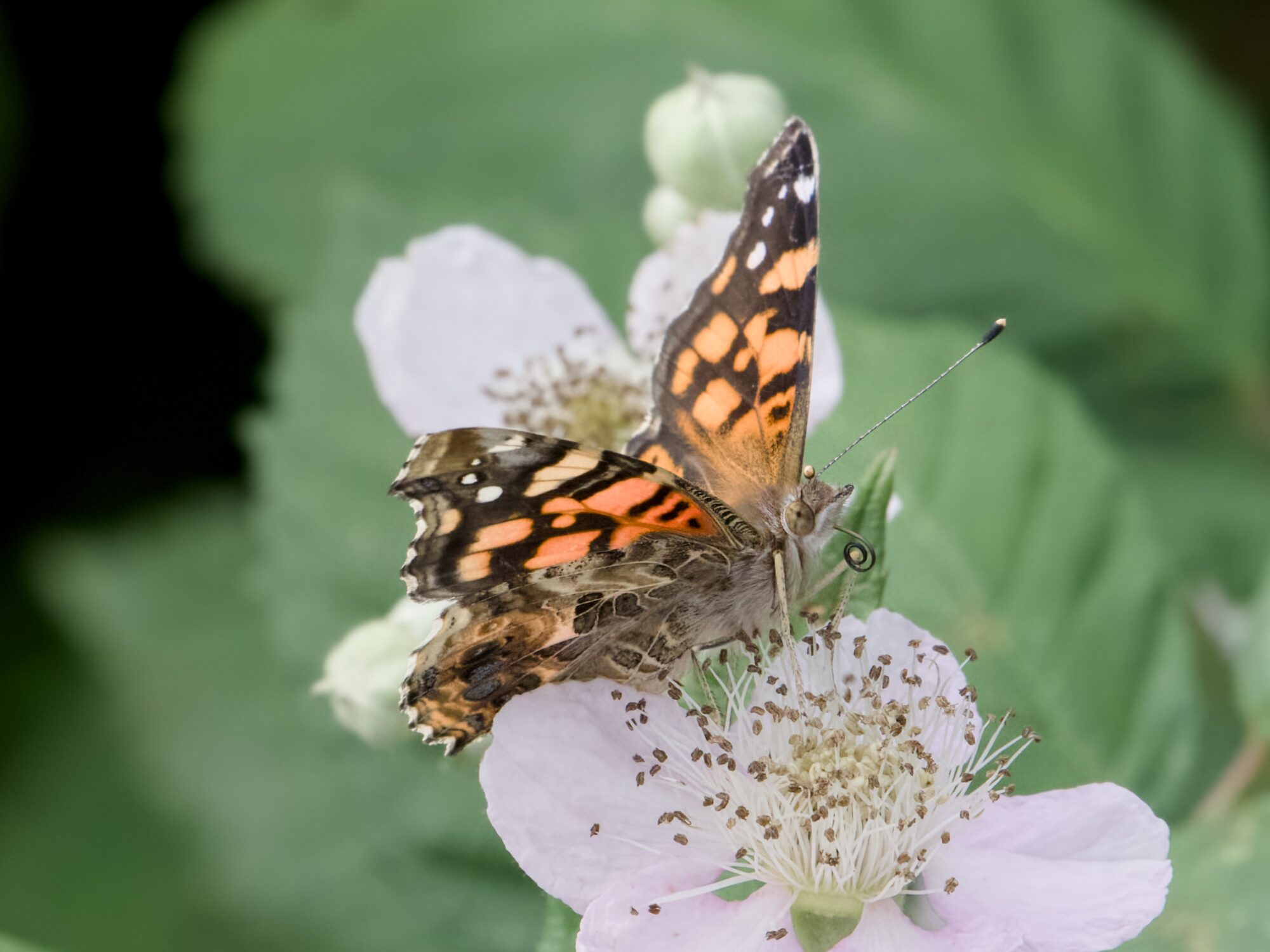 A West Coast Lady butterfly, perched near a pale pink flower, seen from the side. Its tongue is curled in front
