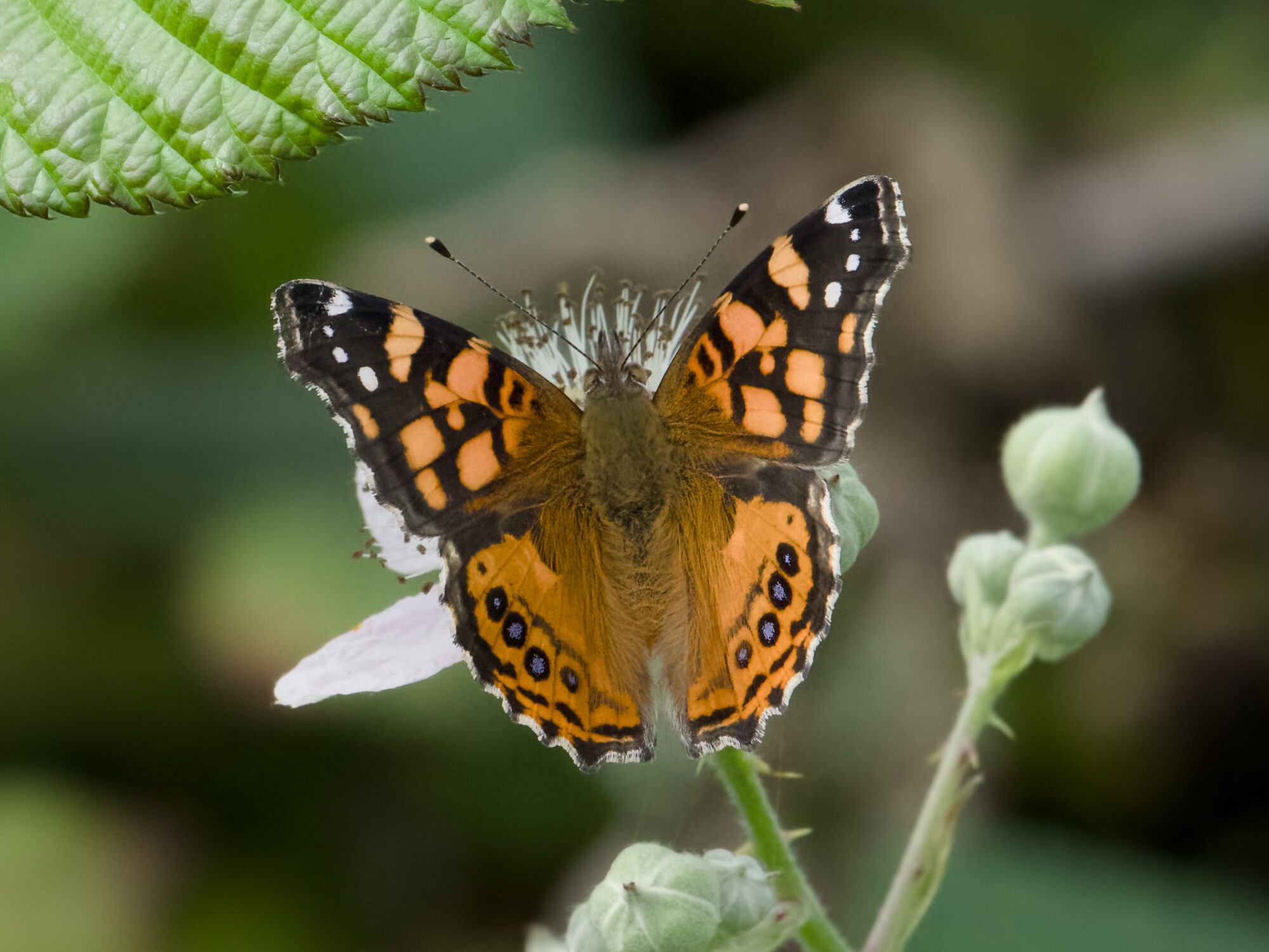 A West Coast Lady butterfly, perched on a pale pink flower, seen from above