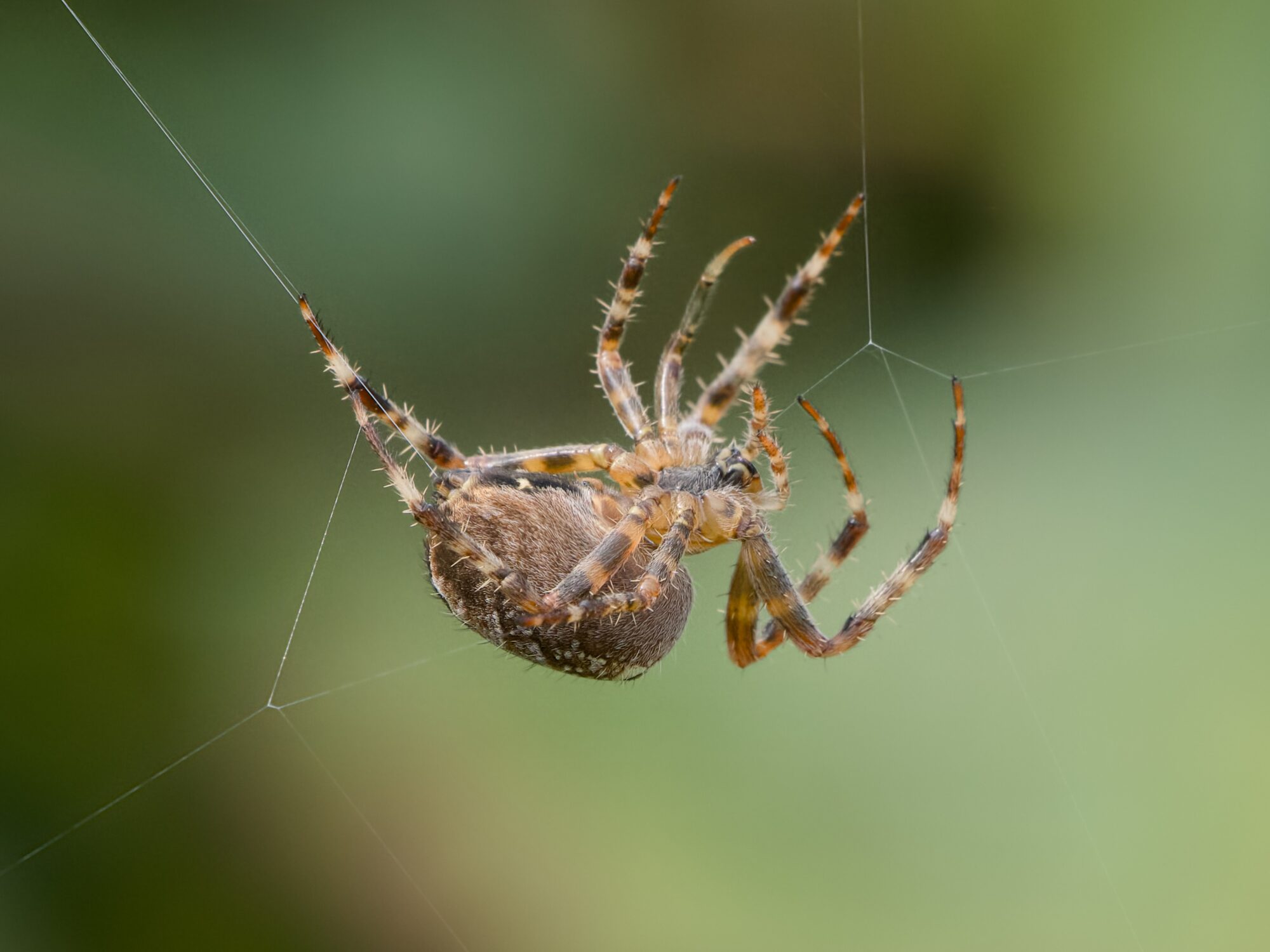 Closeup of an orb weaver spider spinning its web. It is mainly orange and light brown, the background is dark green foliage