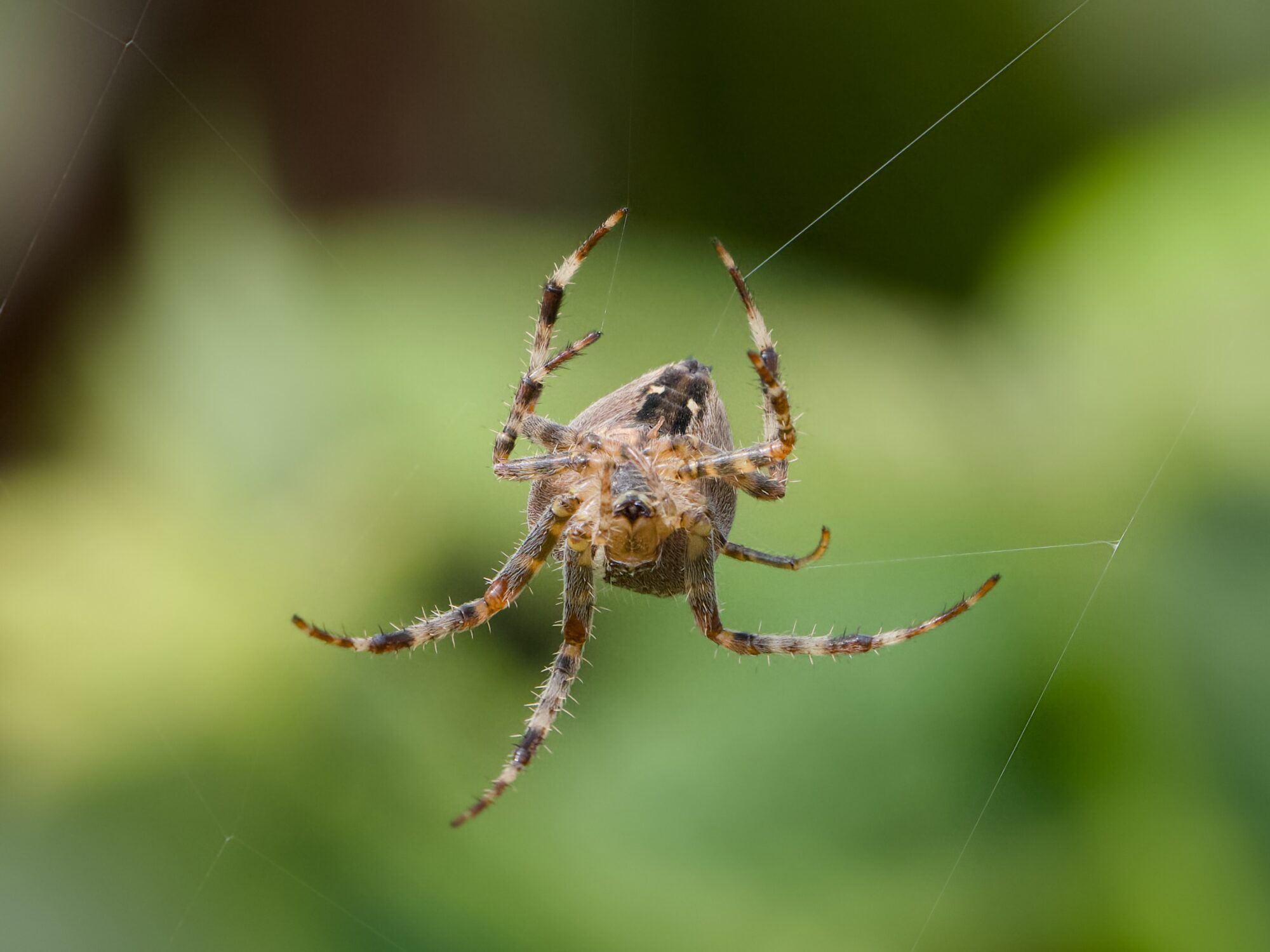 Closeup of an orb weaver spider spinning its web. It is mainly orange and light brown, the background is dark green foliage