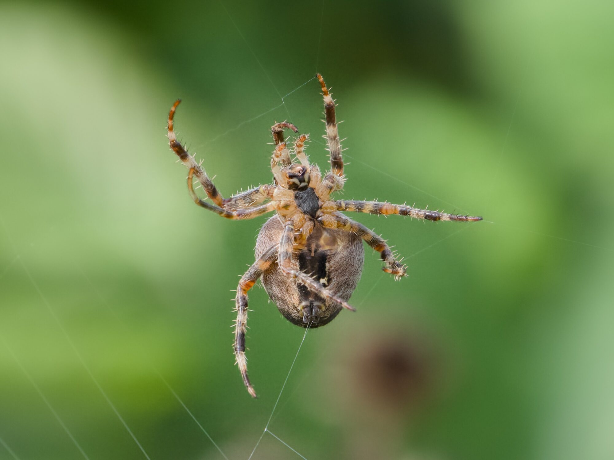 Closeup of an orb weaver spider spinning its web. It is mainly orange and light brown, the background is dark green foliage